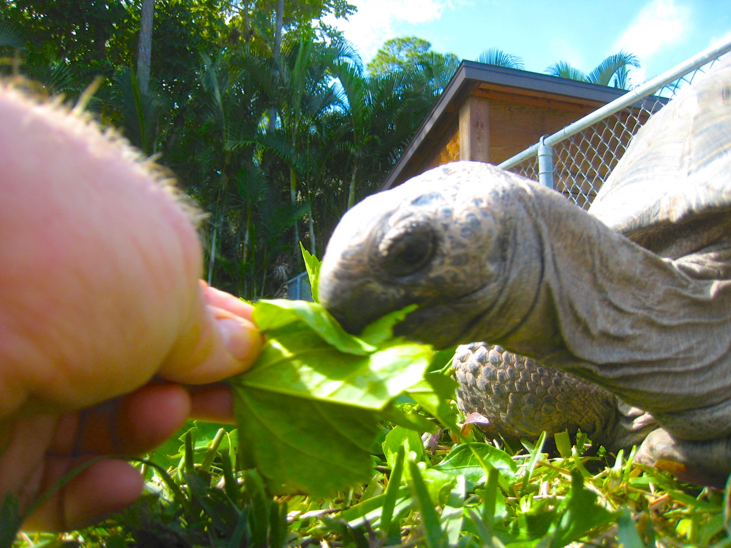 ALDABRA BREEDER
