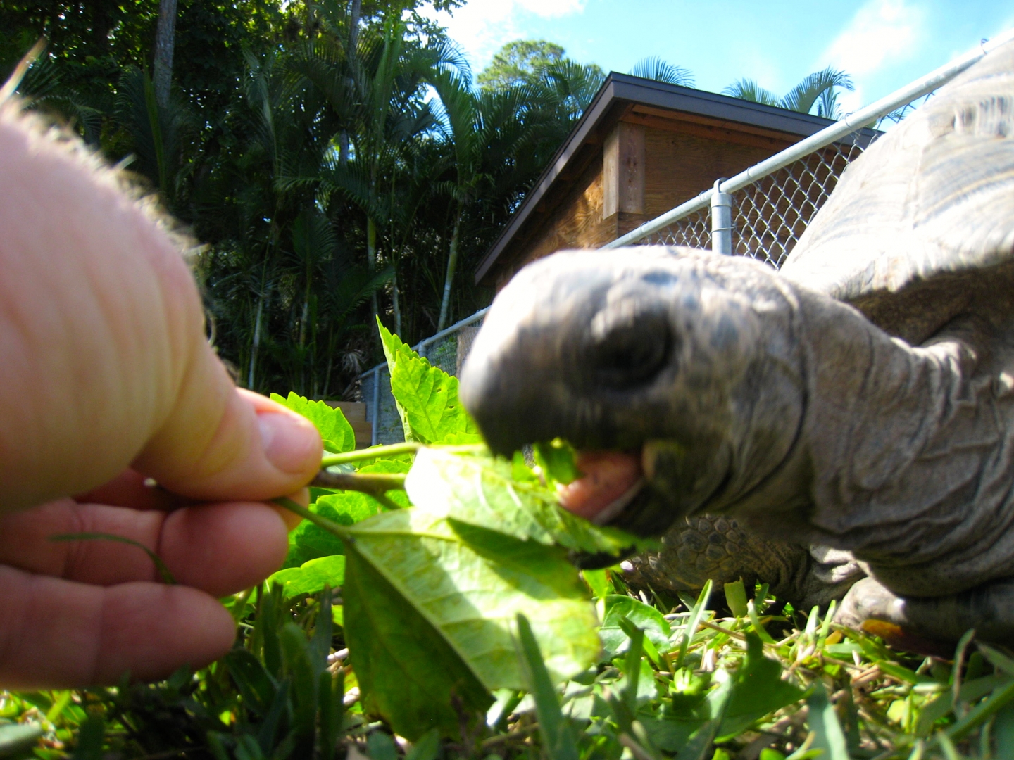 ALDABRA BREEDER