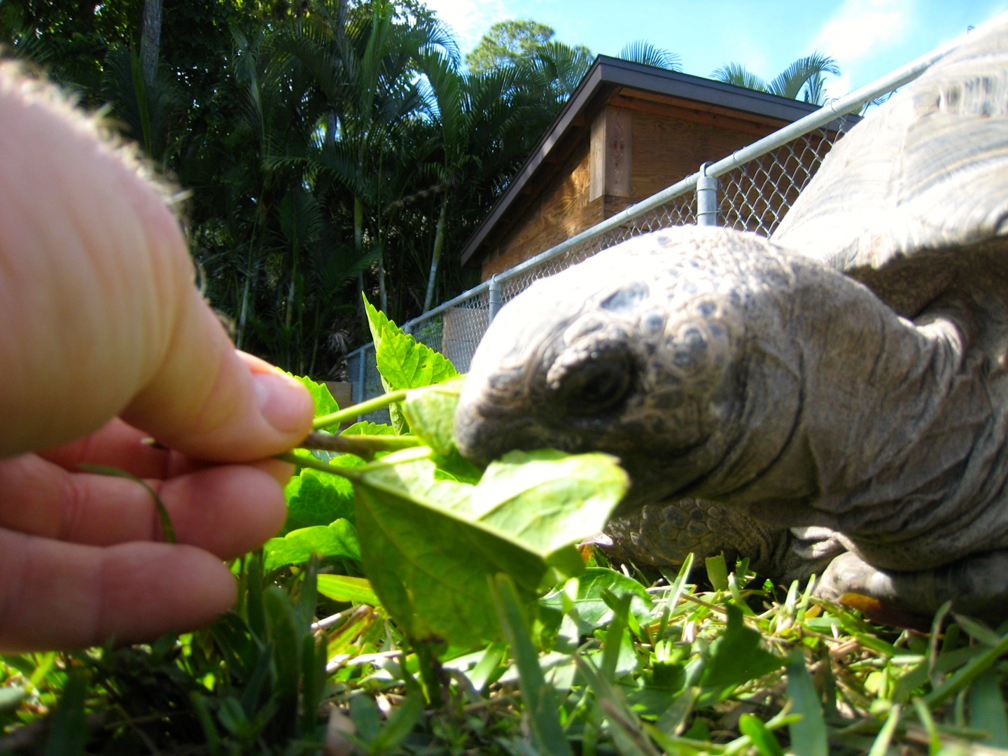 ALDABRA BREEDER