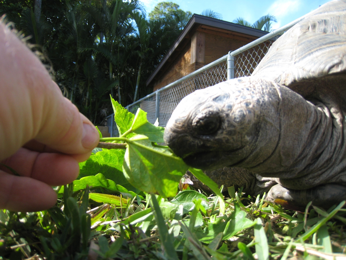 ALDABRA BREEDER