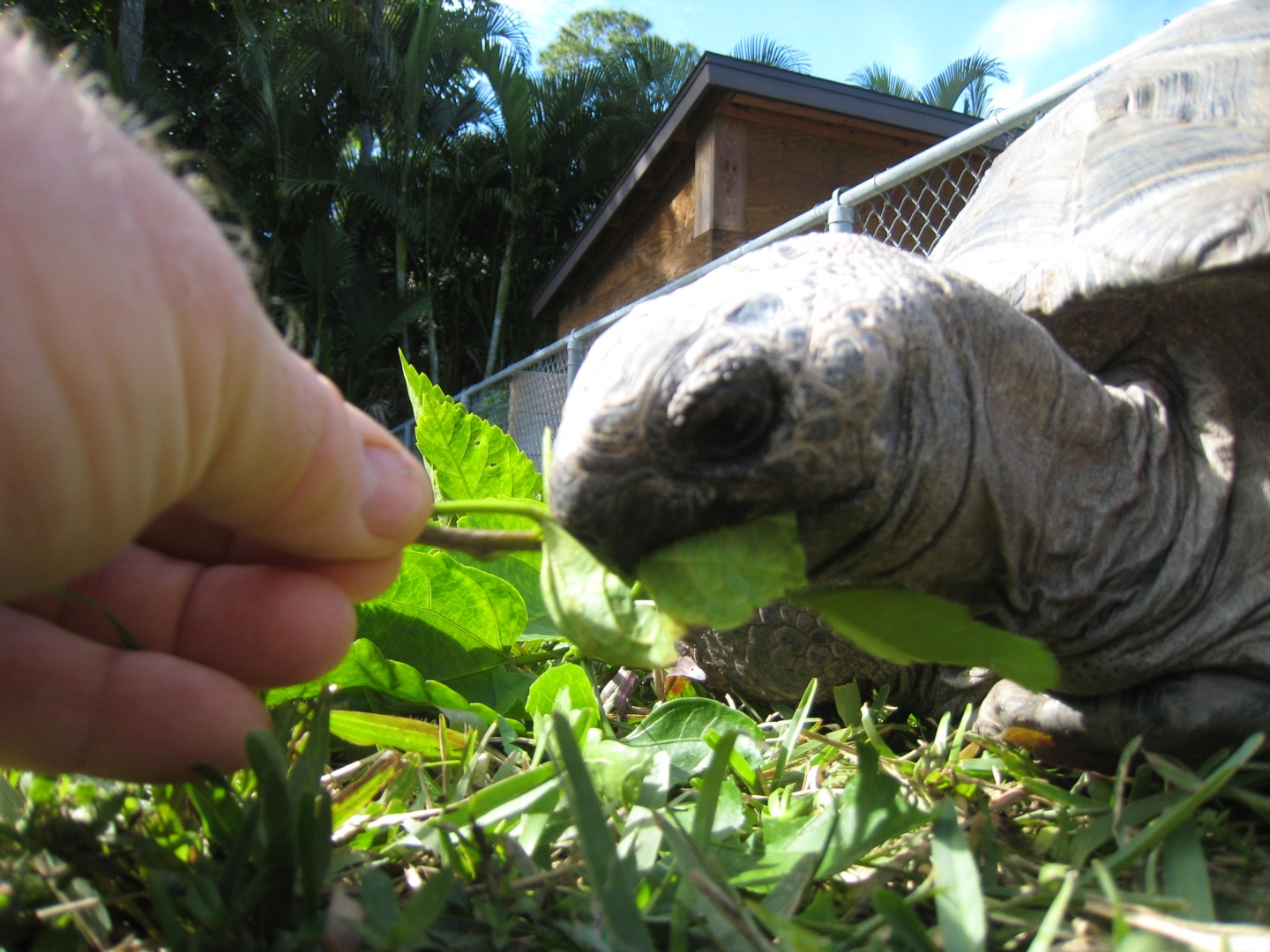 ALDABRA BREEDER
