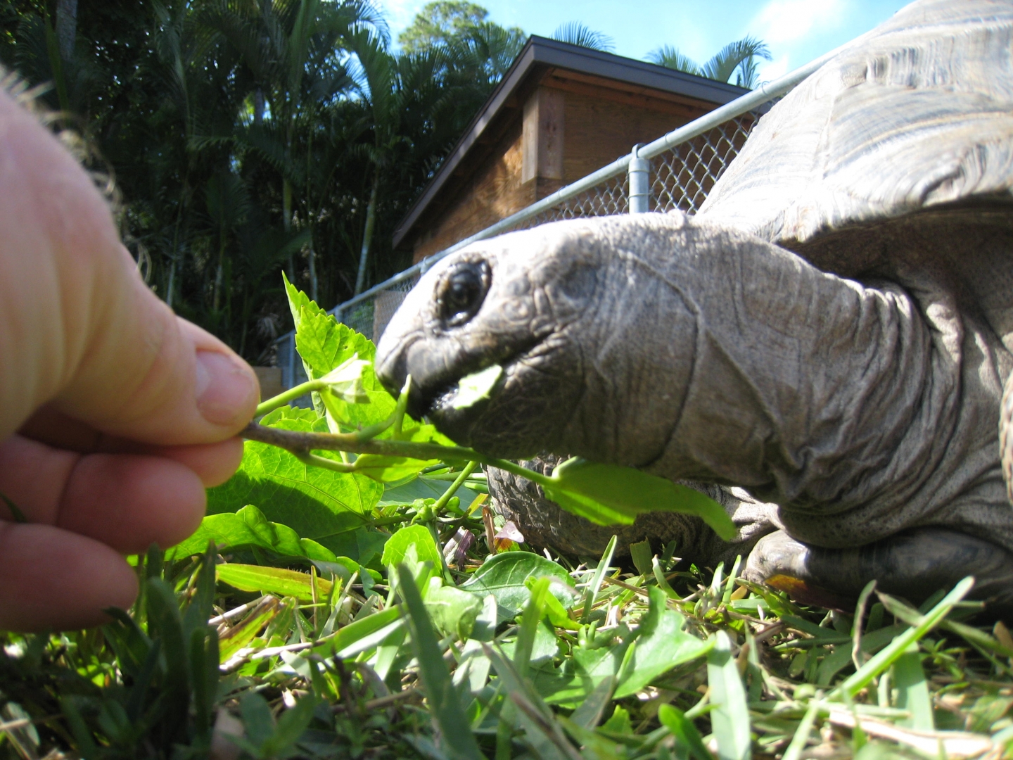 ALDABRA BREEDER