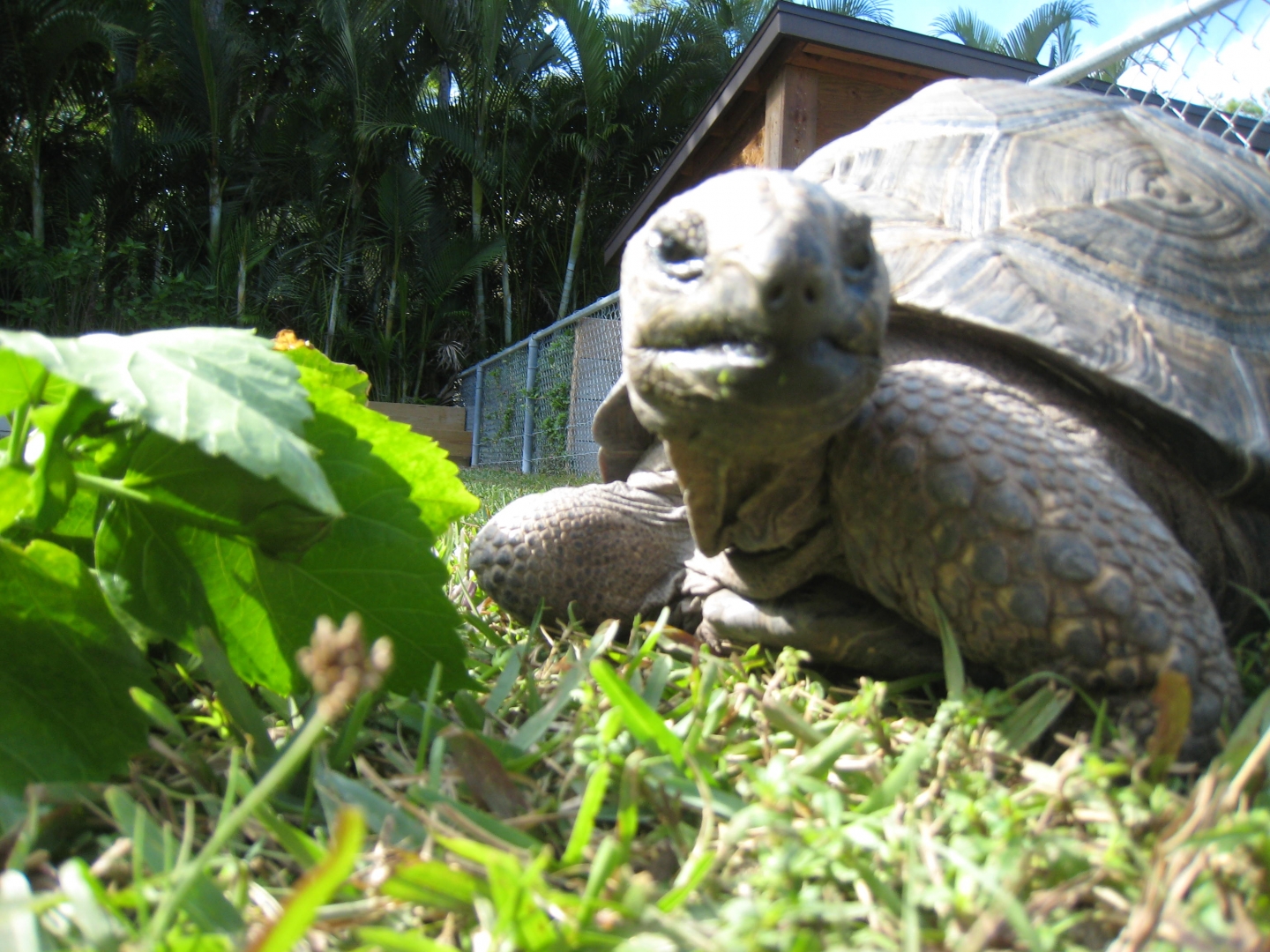 ALDABRA BREEDER