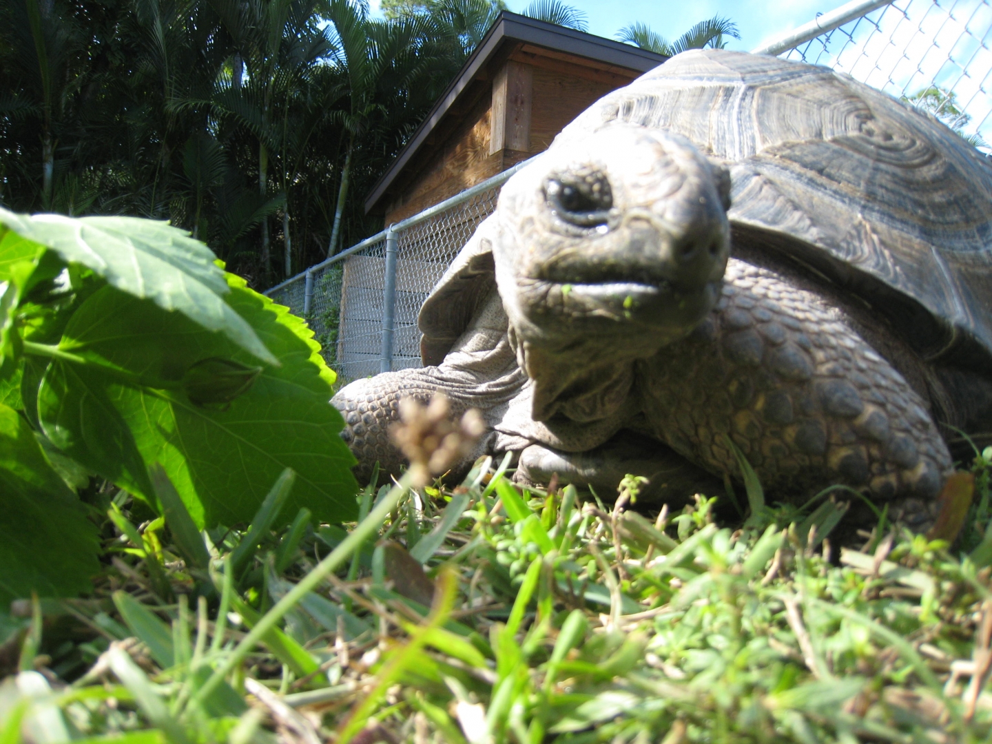 ALDABRA BREEDER
