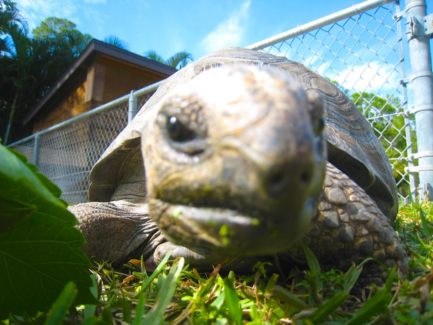 ALDABRA BREEDER