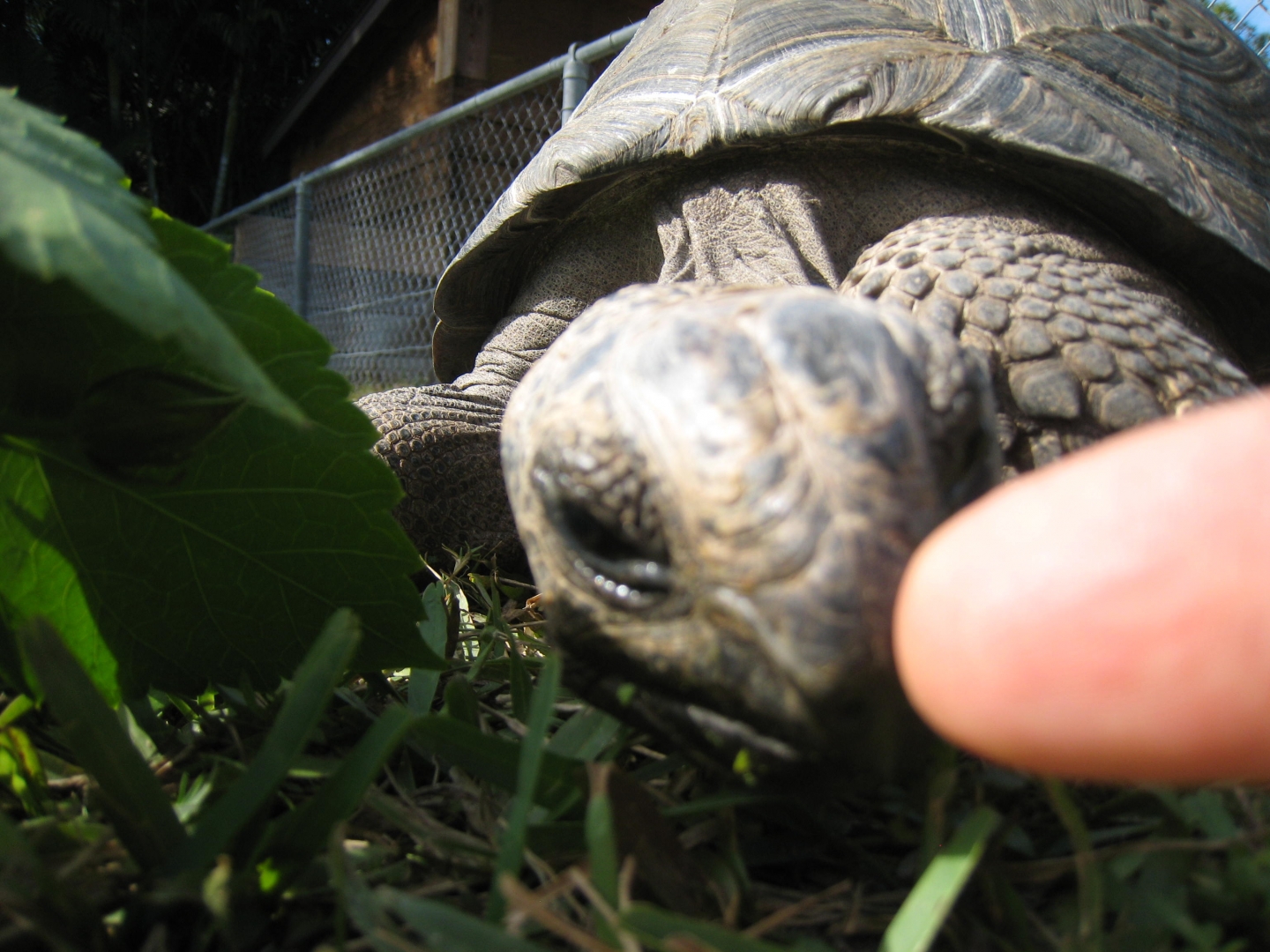 ALDABRA BREEDER