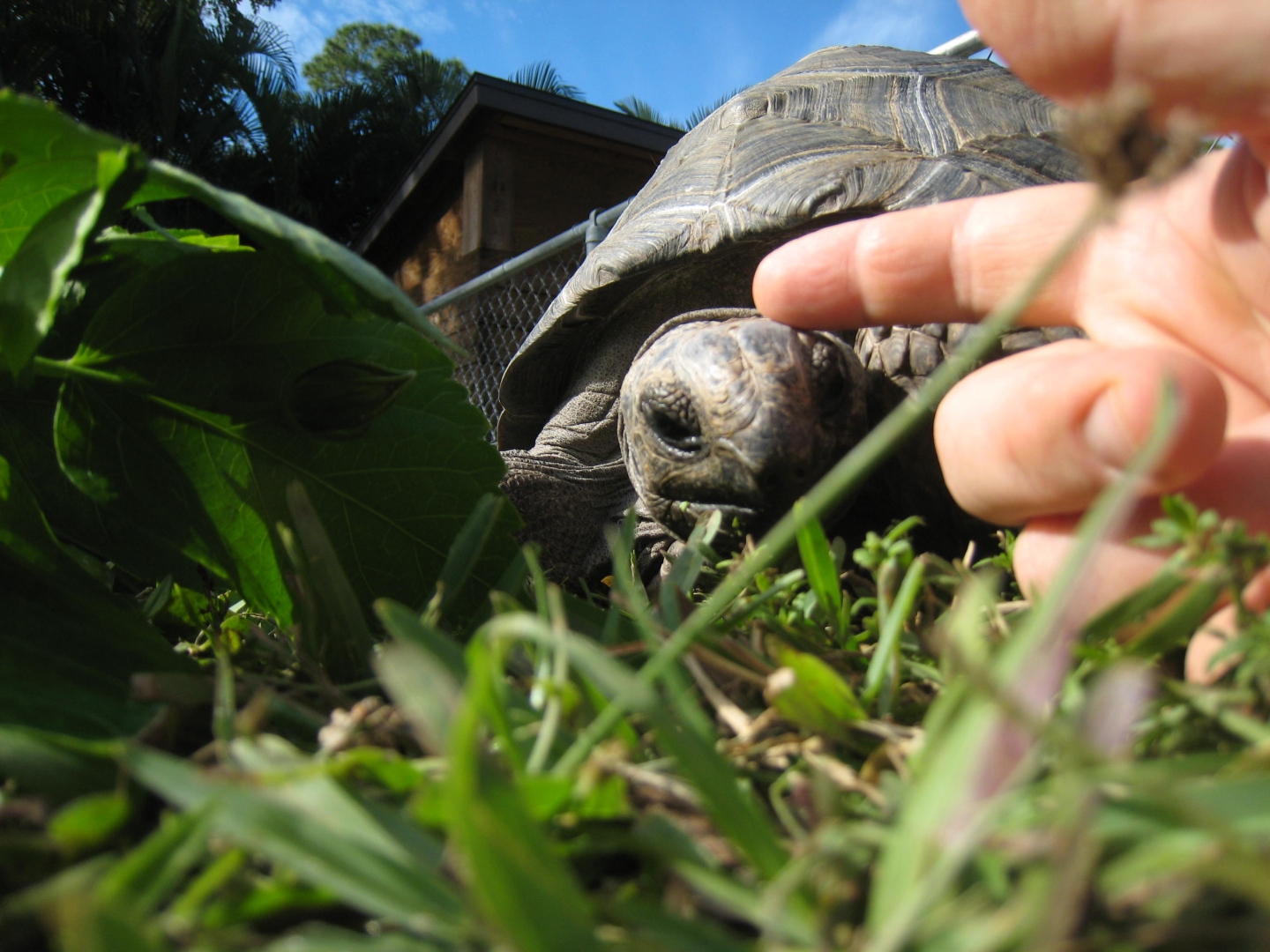 ALDABRA BREEDER