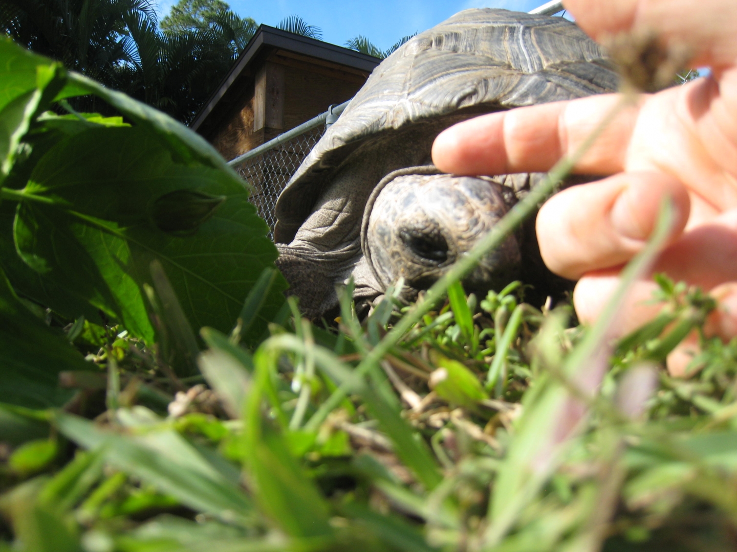 ALDABRA BREEDER