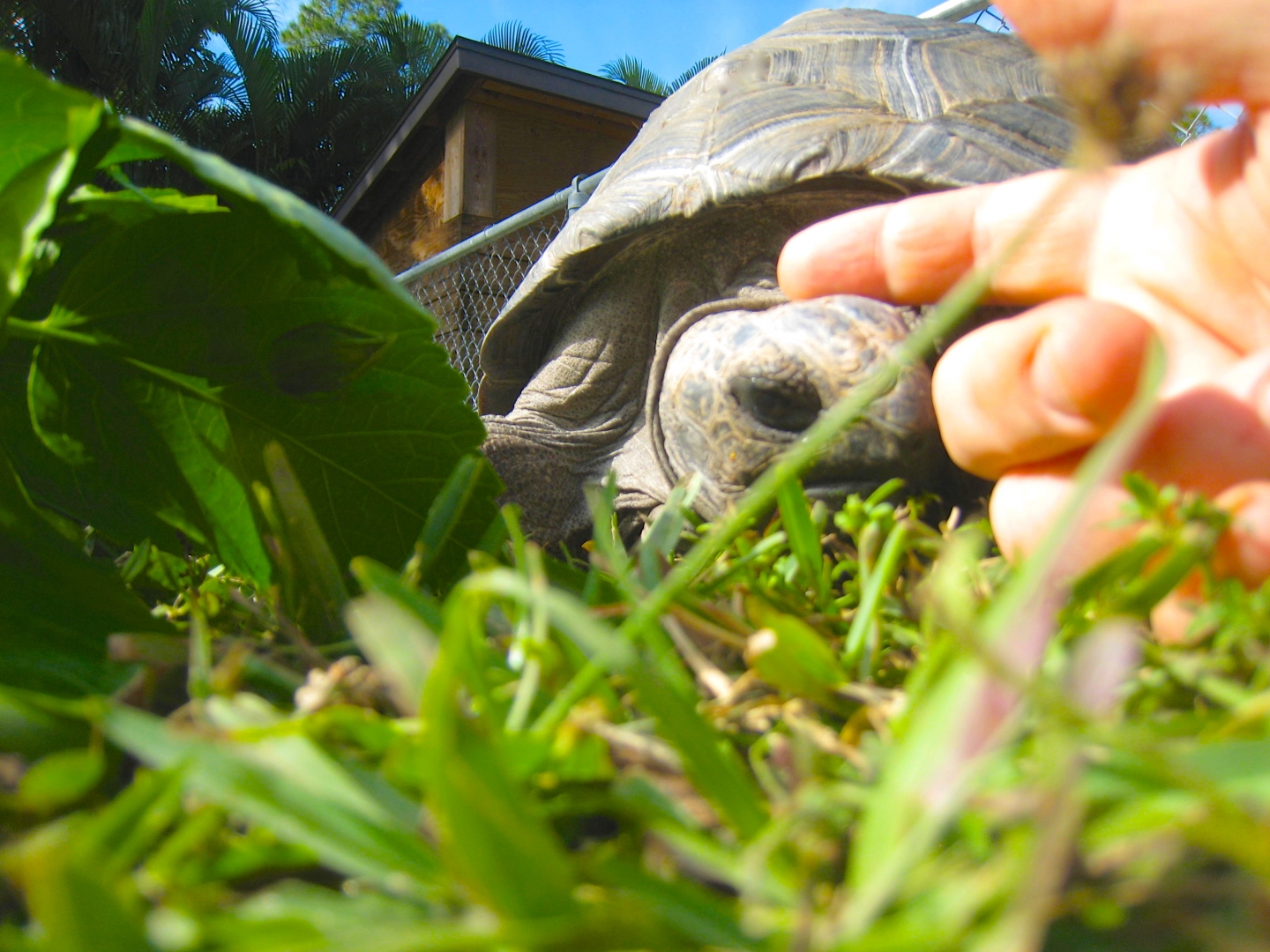 ALDABRA BREEDER