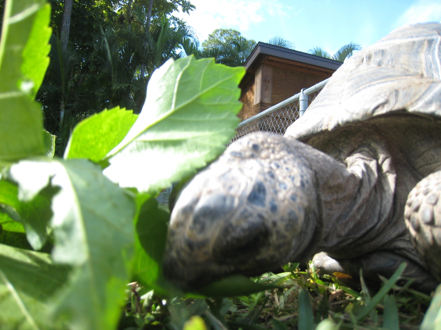 ALDABRA BREEDER