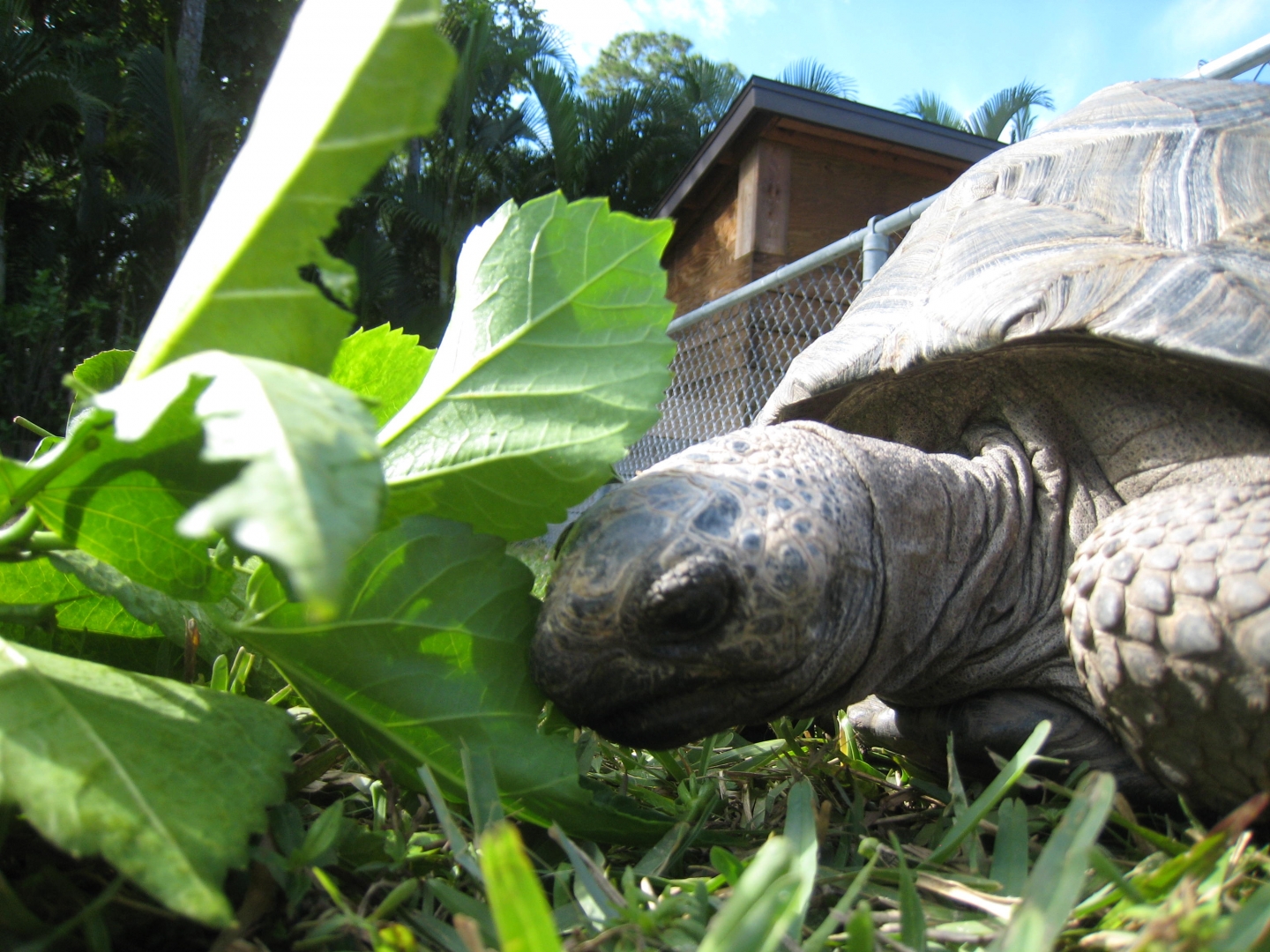 ALDABRA BREEDER