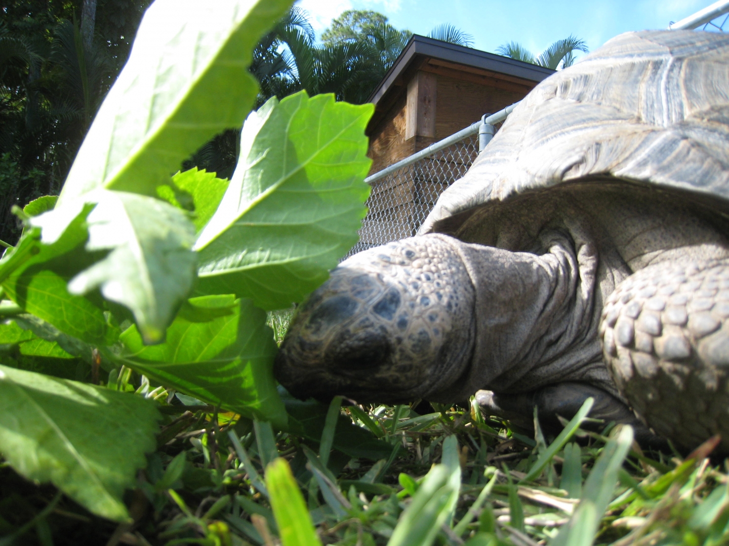 ALDABRA BREEDER