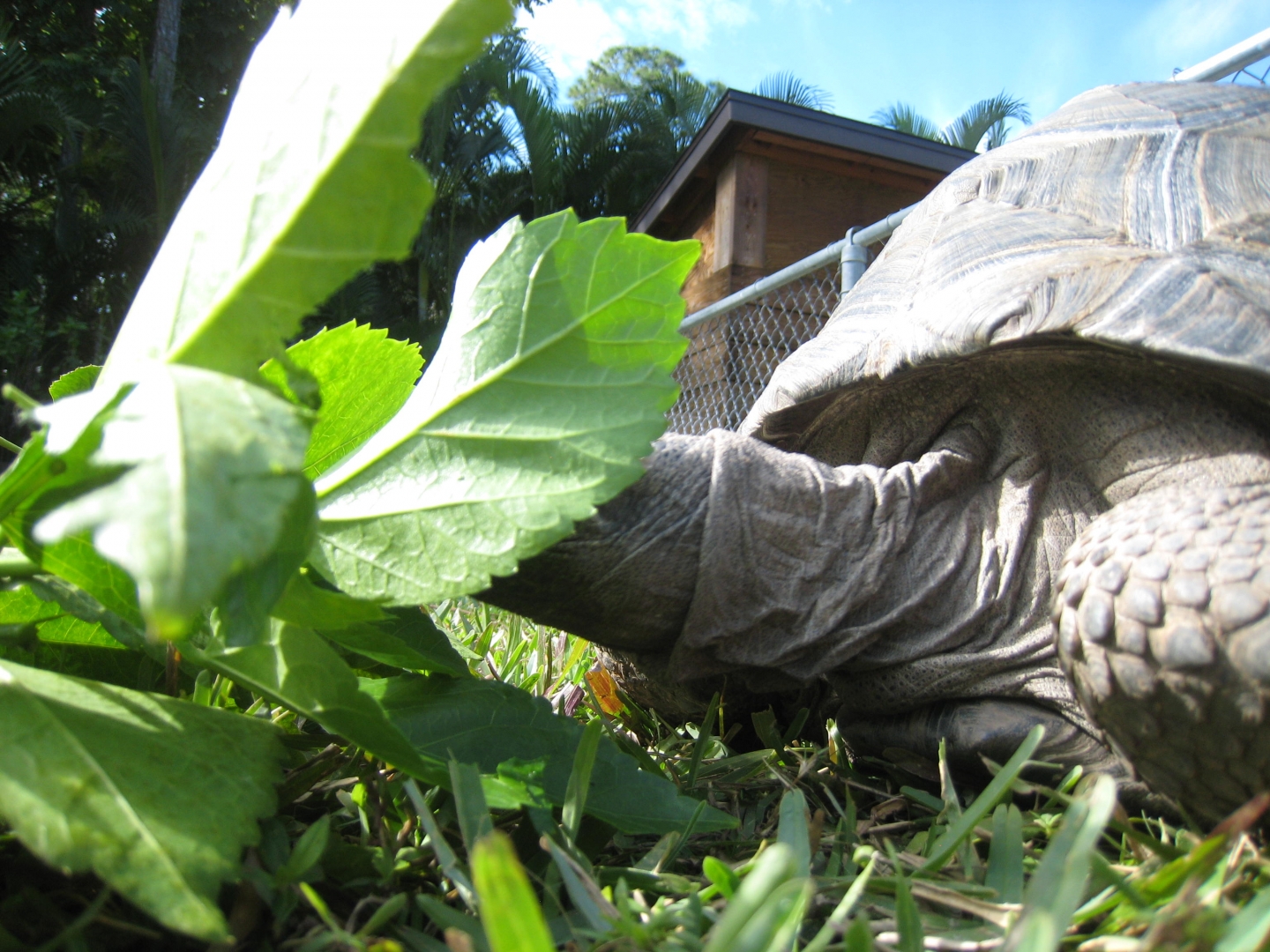 ALDABRA BREEDER