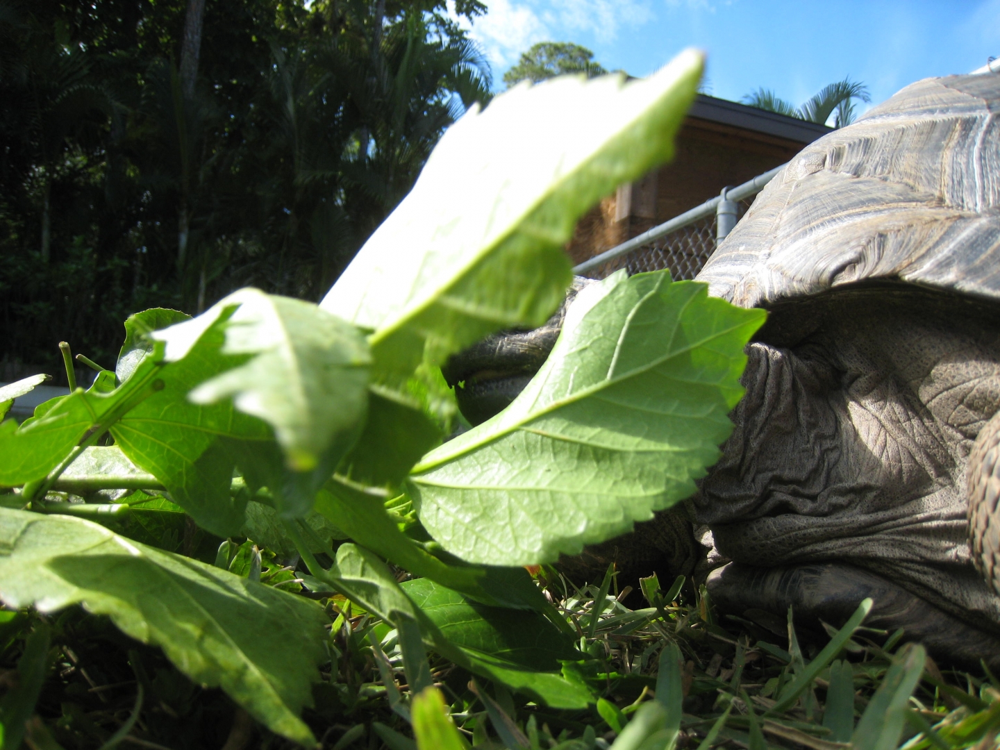 ALDABRA BREEDER