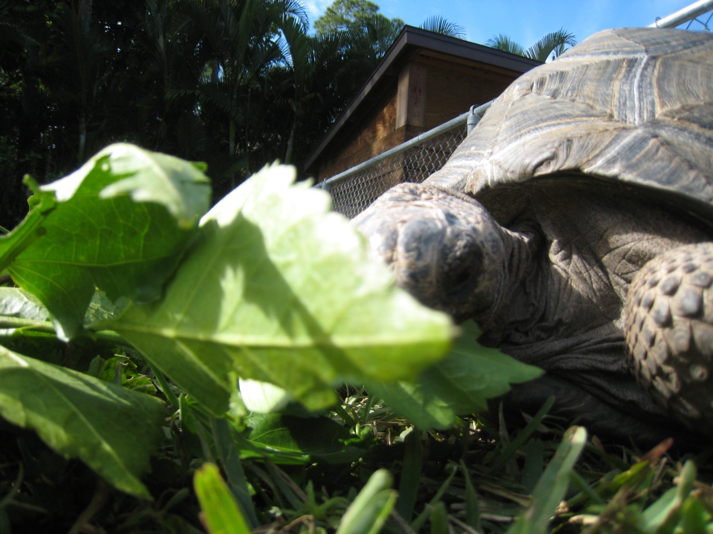 ALDABRA BREEDER