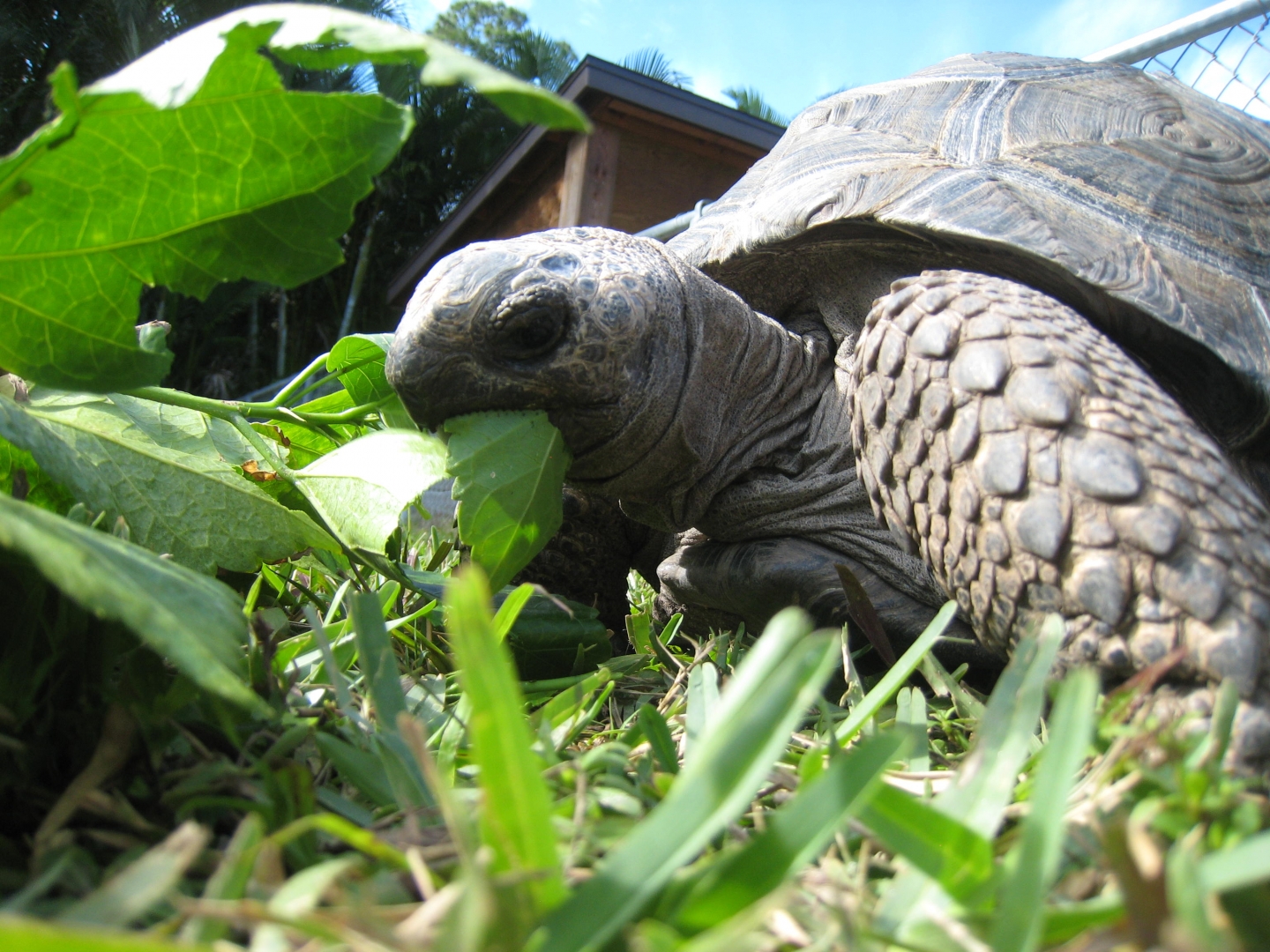 ALDABRA BREEDER