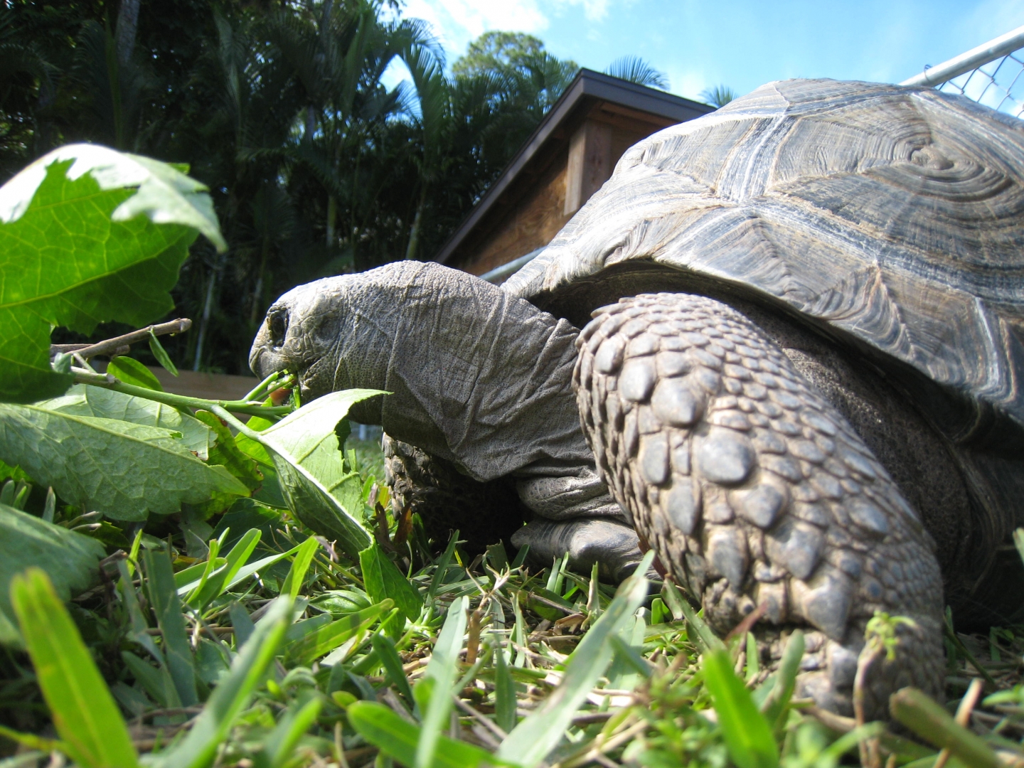 ALDABRA BREEDER