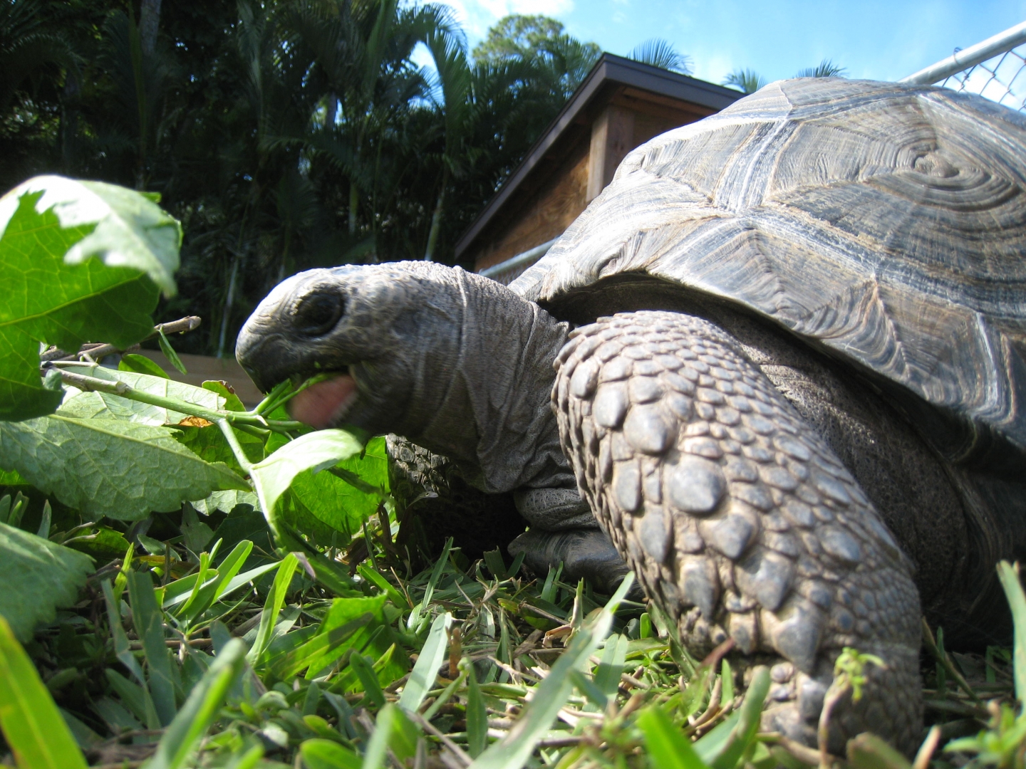 ALDABRA BREEDER