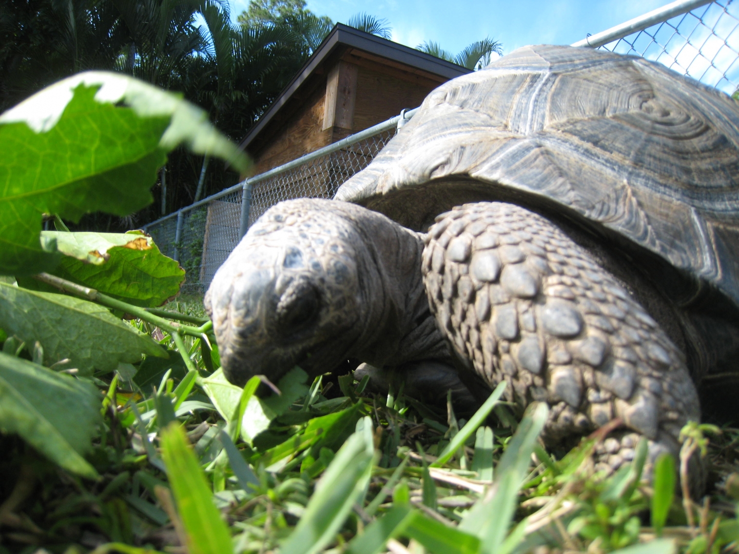 ALDABRA BREEDER