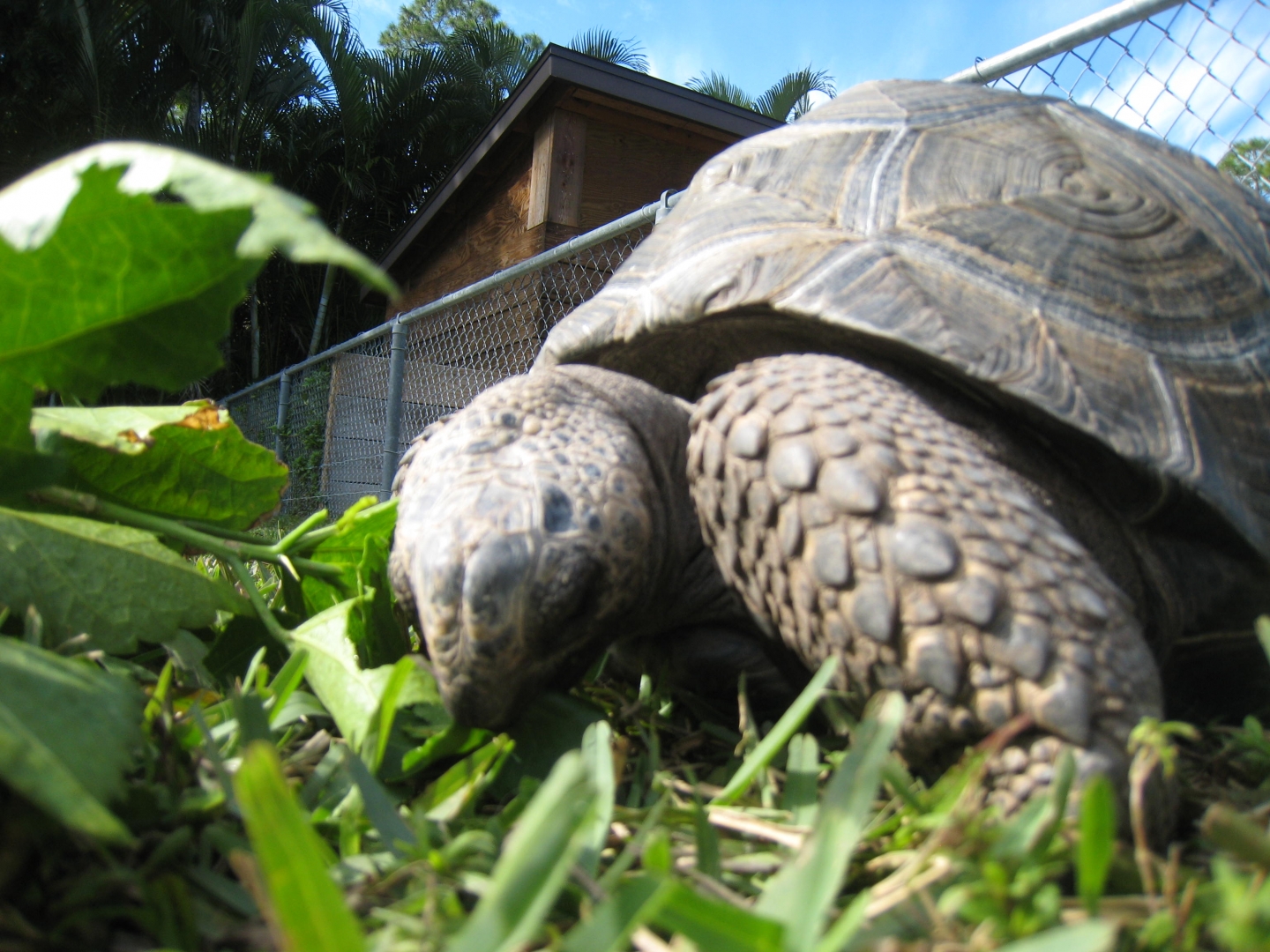 ALDABRA BREEDER