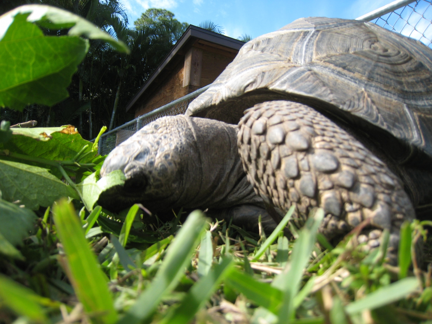 ALDABRA BREEDER
