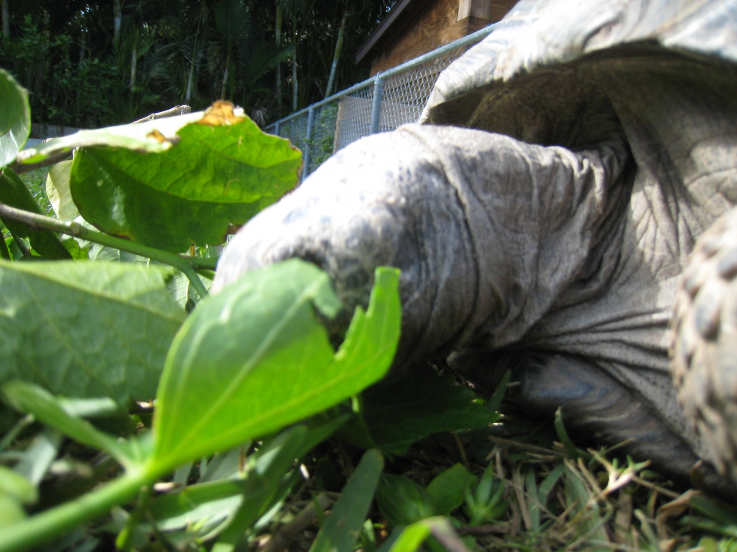 ALDABRA BREEDER