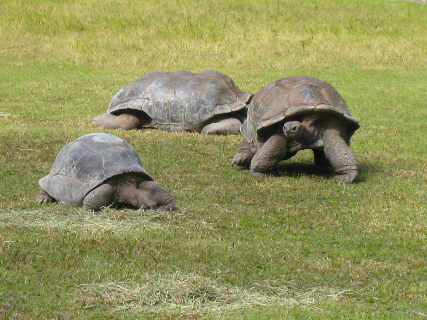 ALDABRA BREEDER
