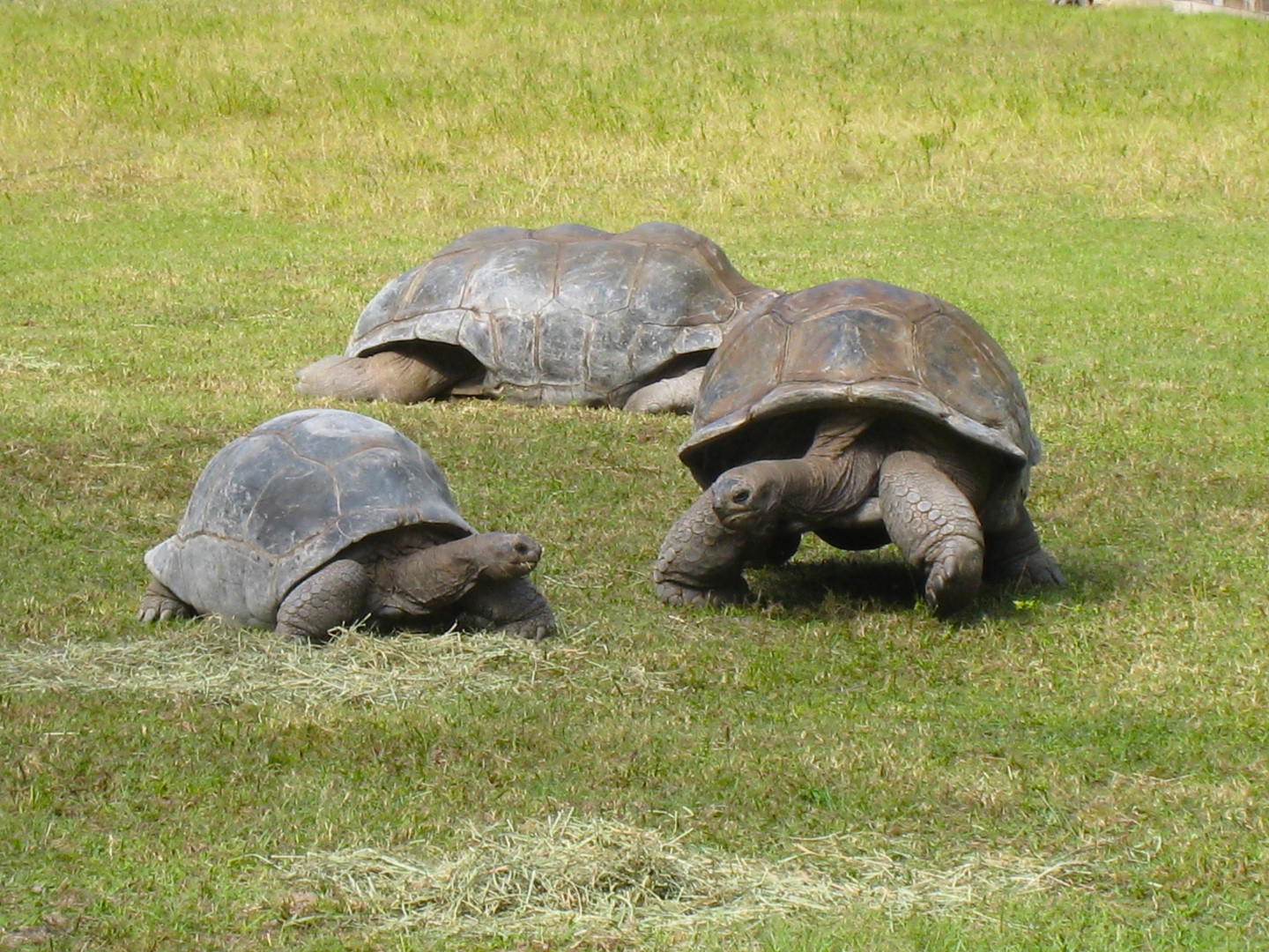 ALDABRA BREEDER