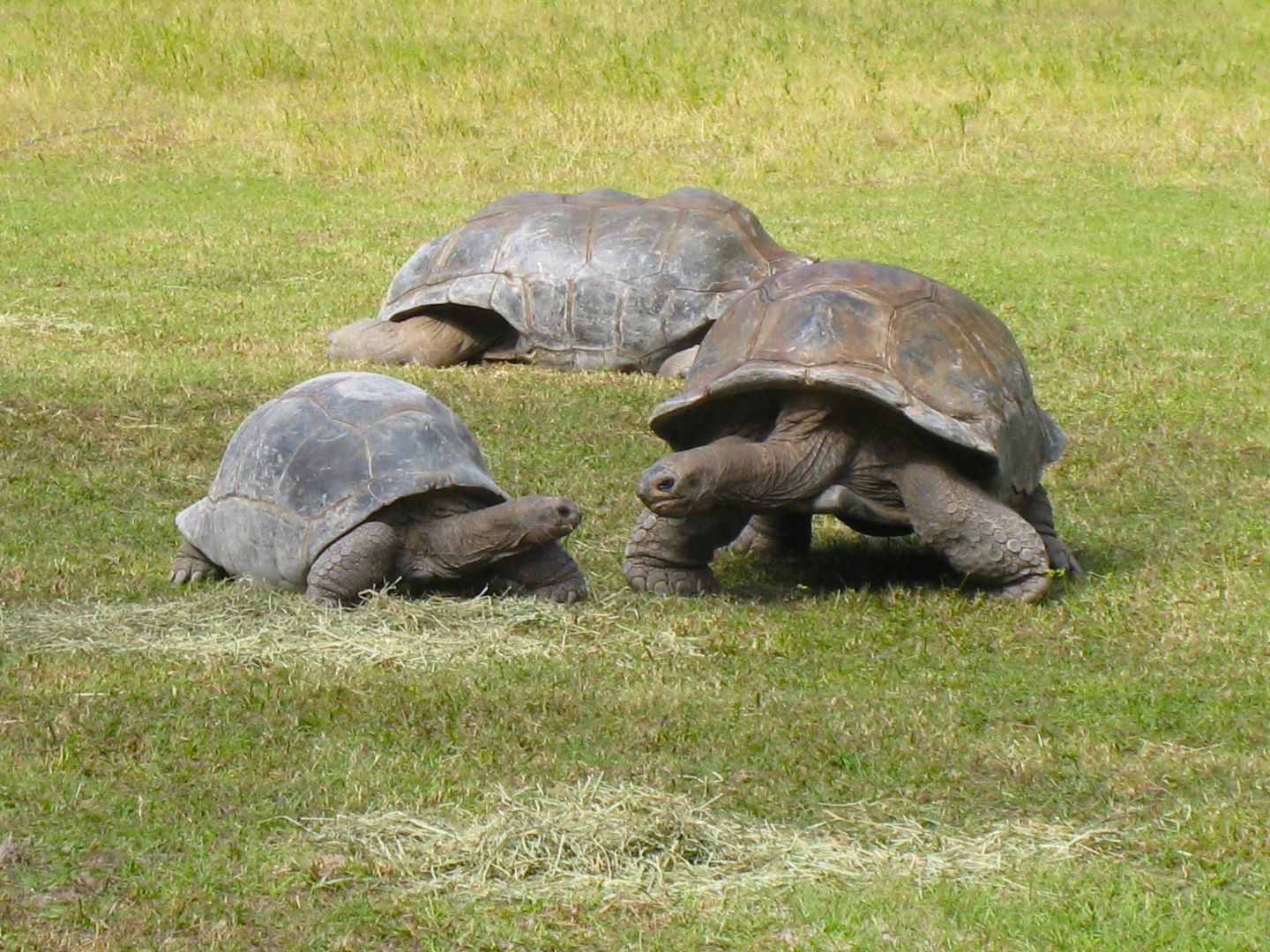 ALDABRA BREEDER
