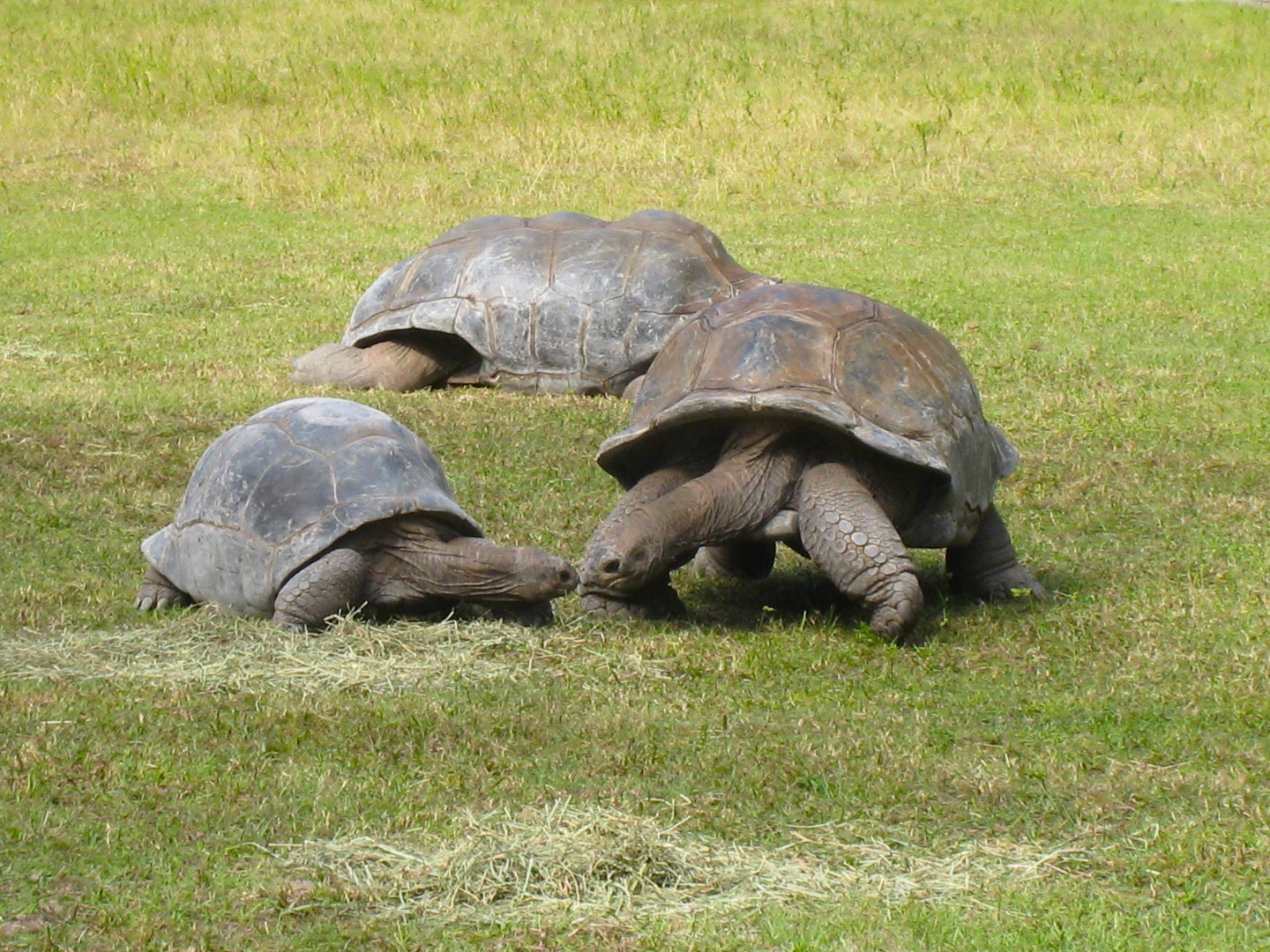 ALDABRA BREEDER