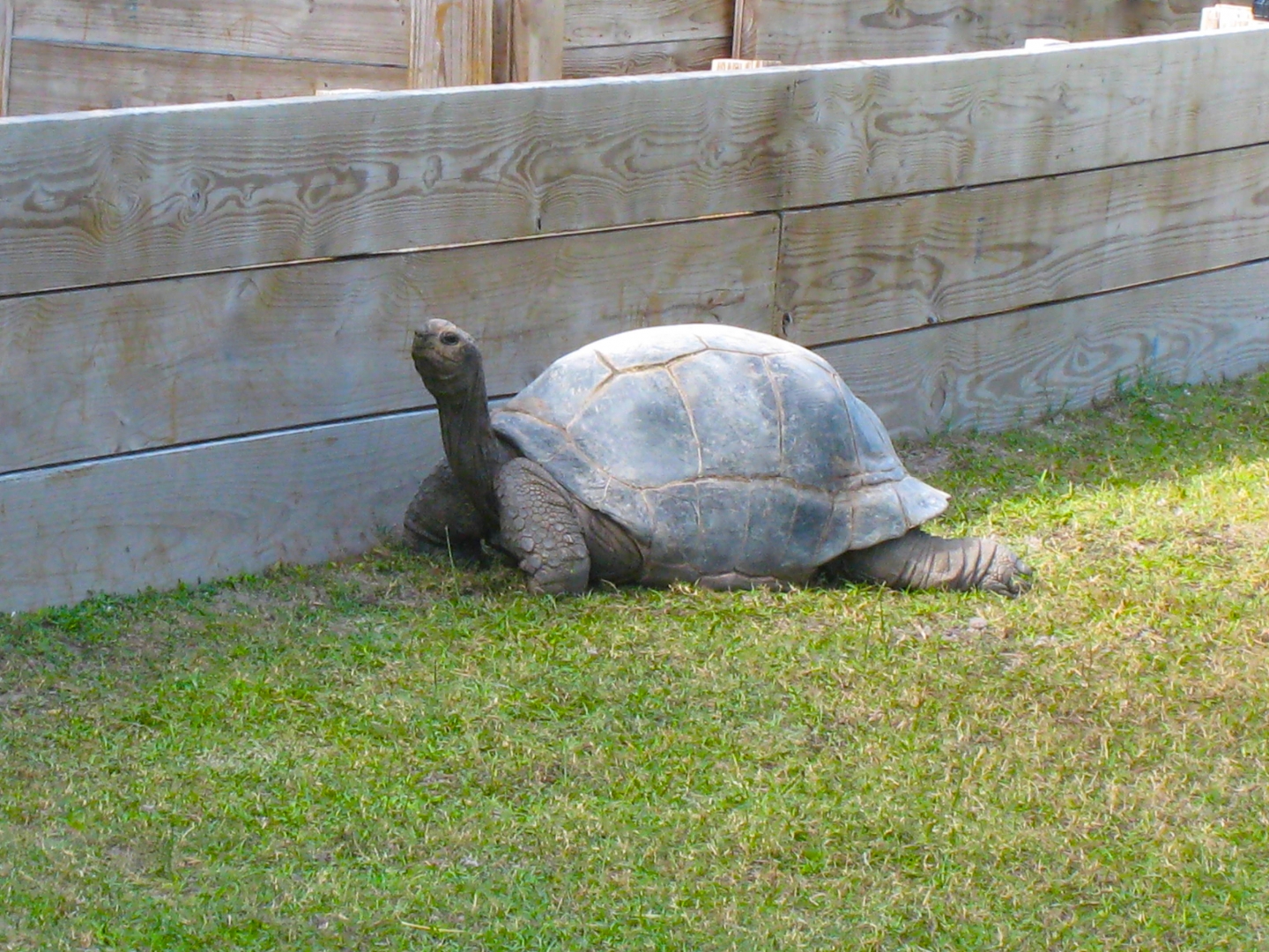 ALDABRA BREEDER