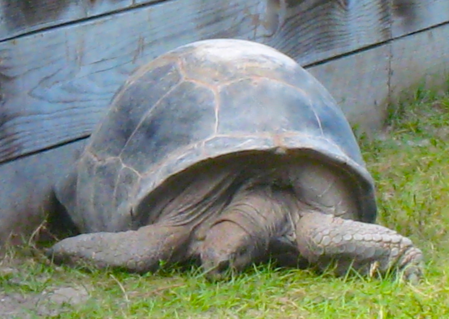 ALDABRA BREEDER