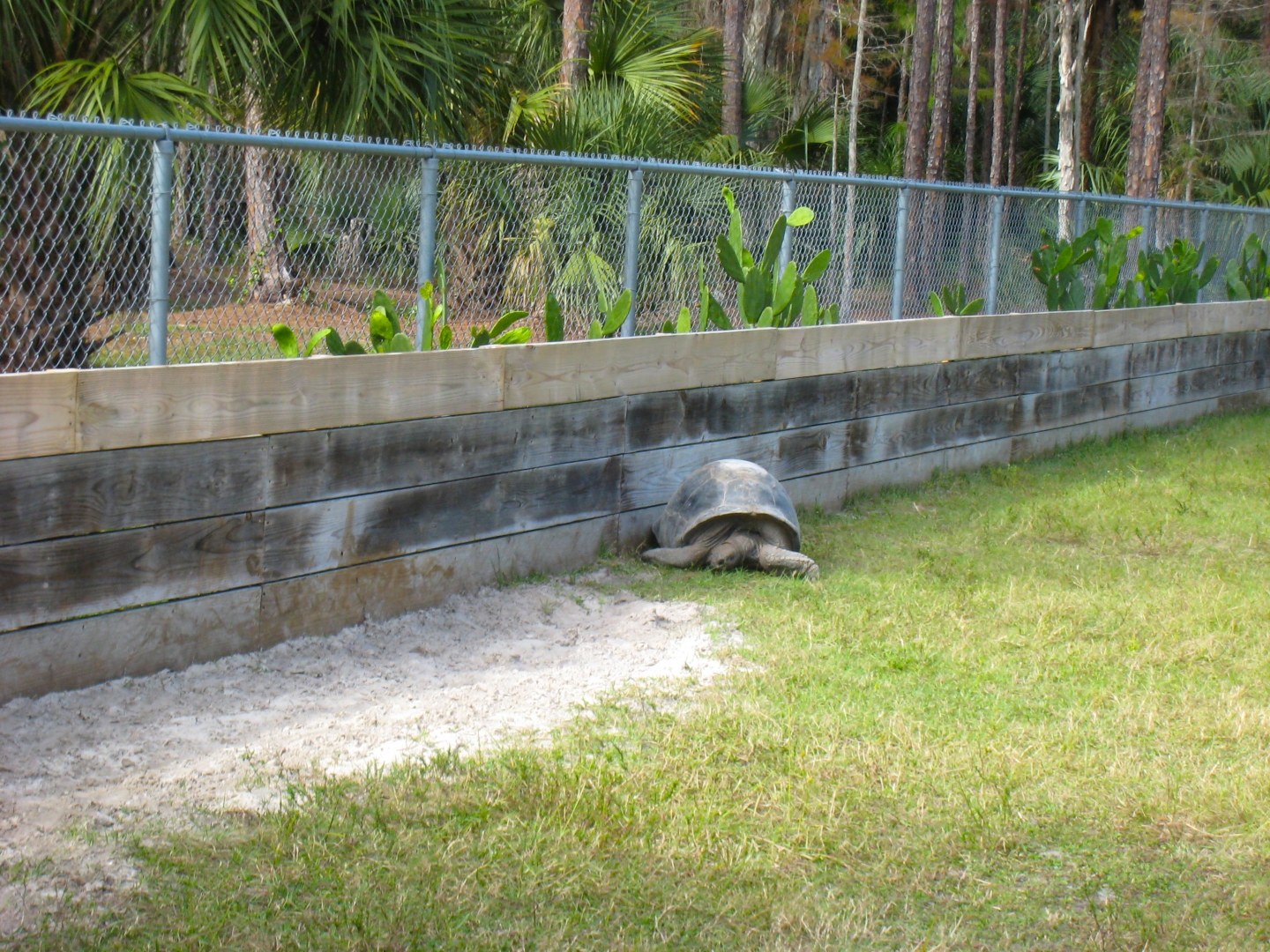 ALDABRA BREEDER