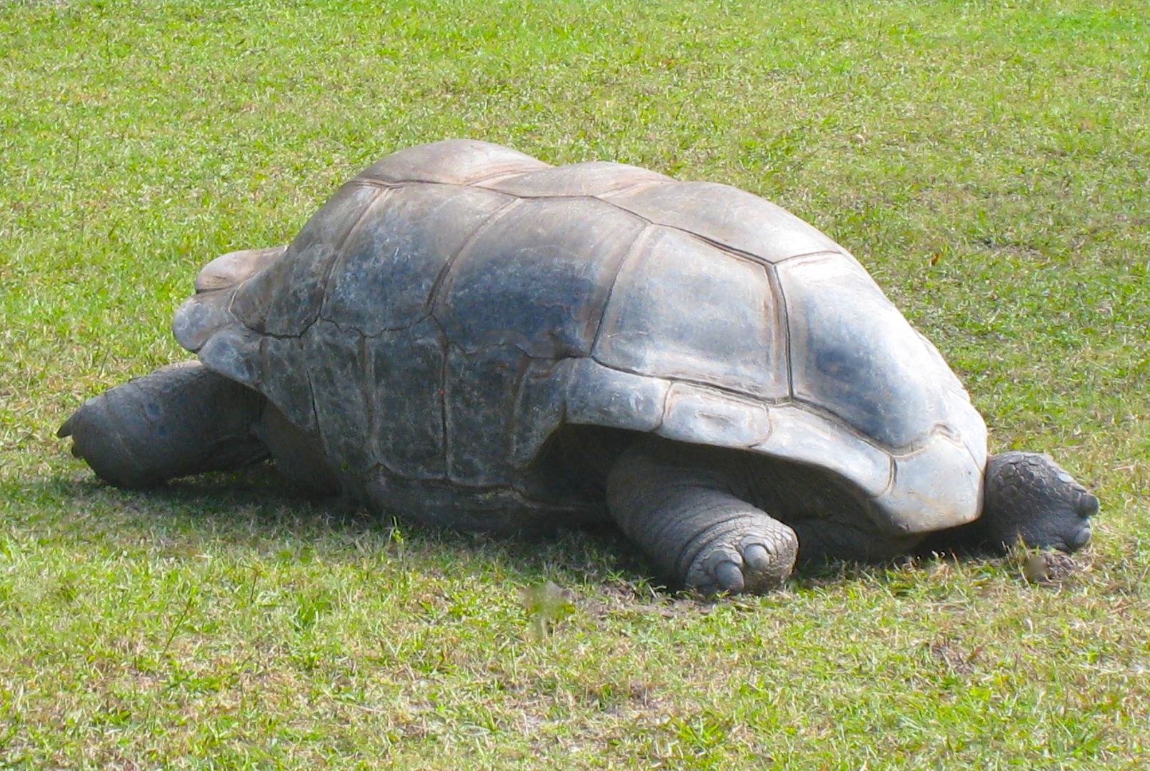 ALDABRA BREEDER
