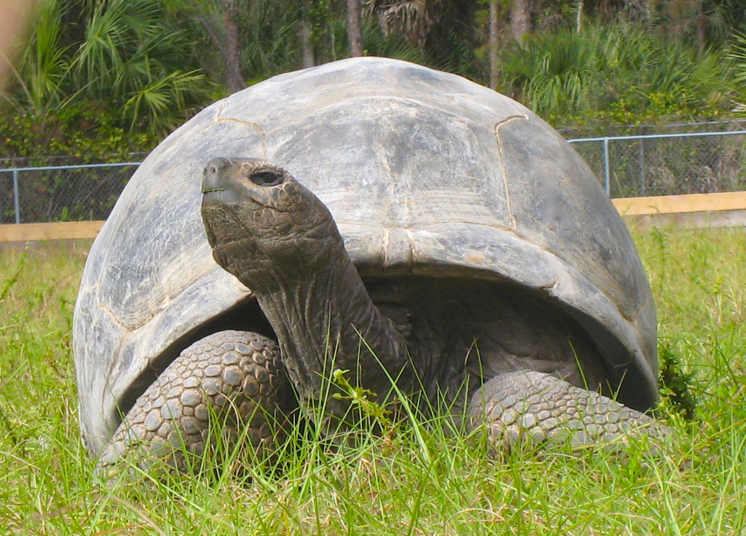 ALDABRA BREEDER