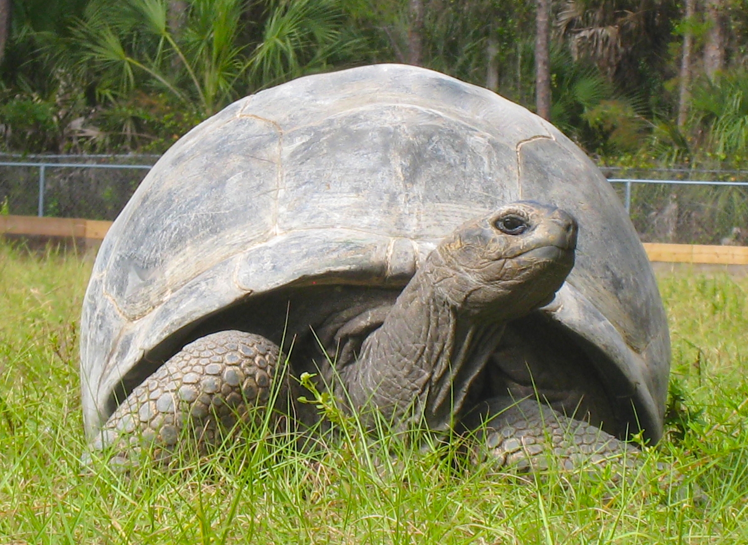 ALDABRA BREEDER