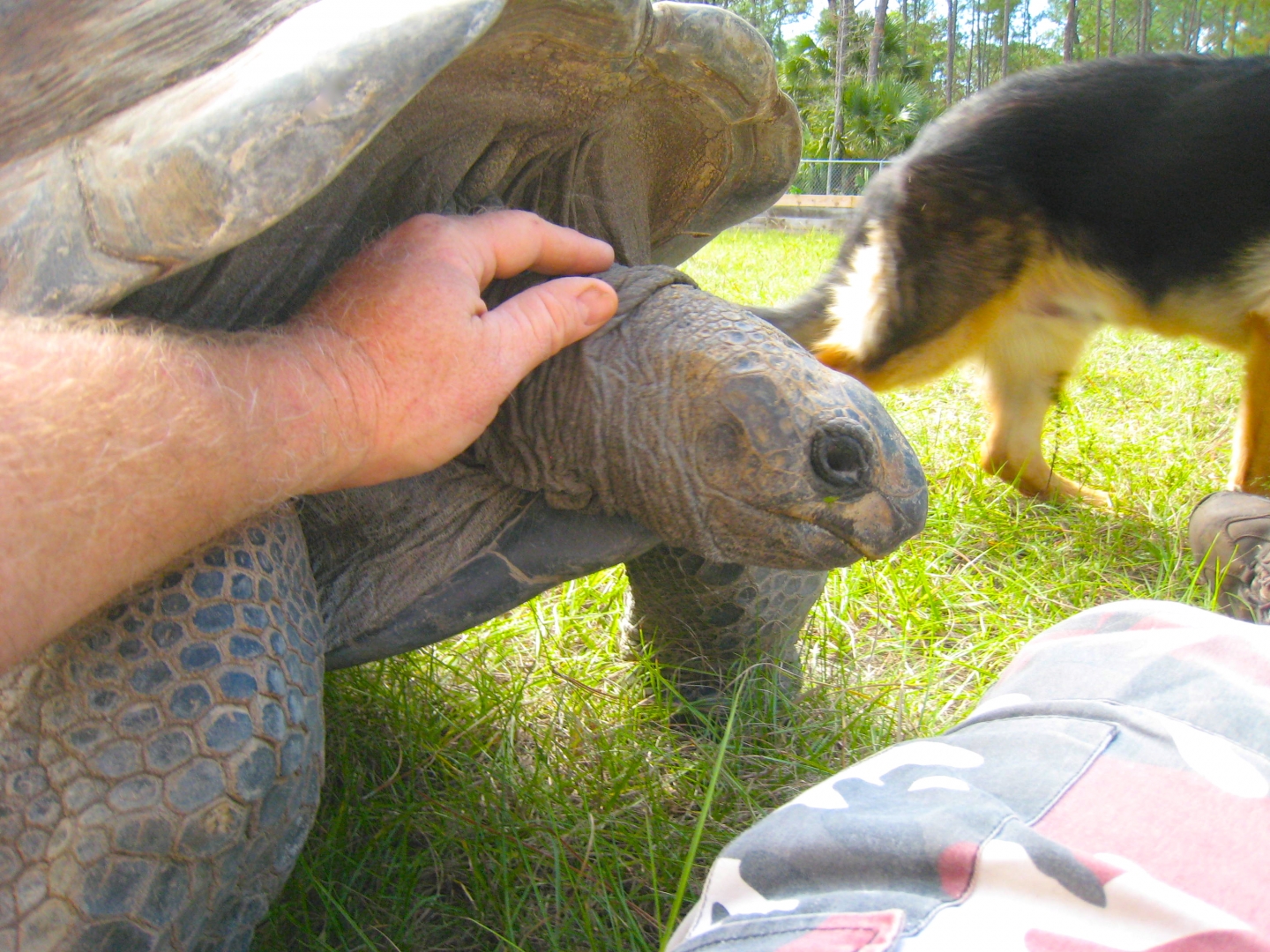 ALDABRA BREEDER