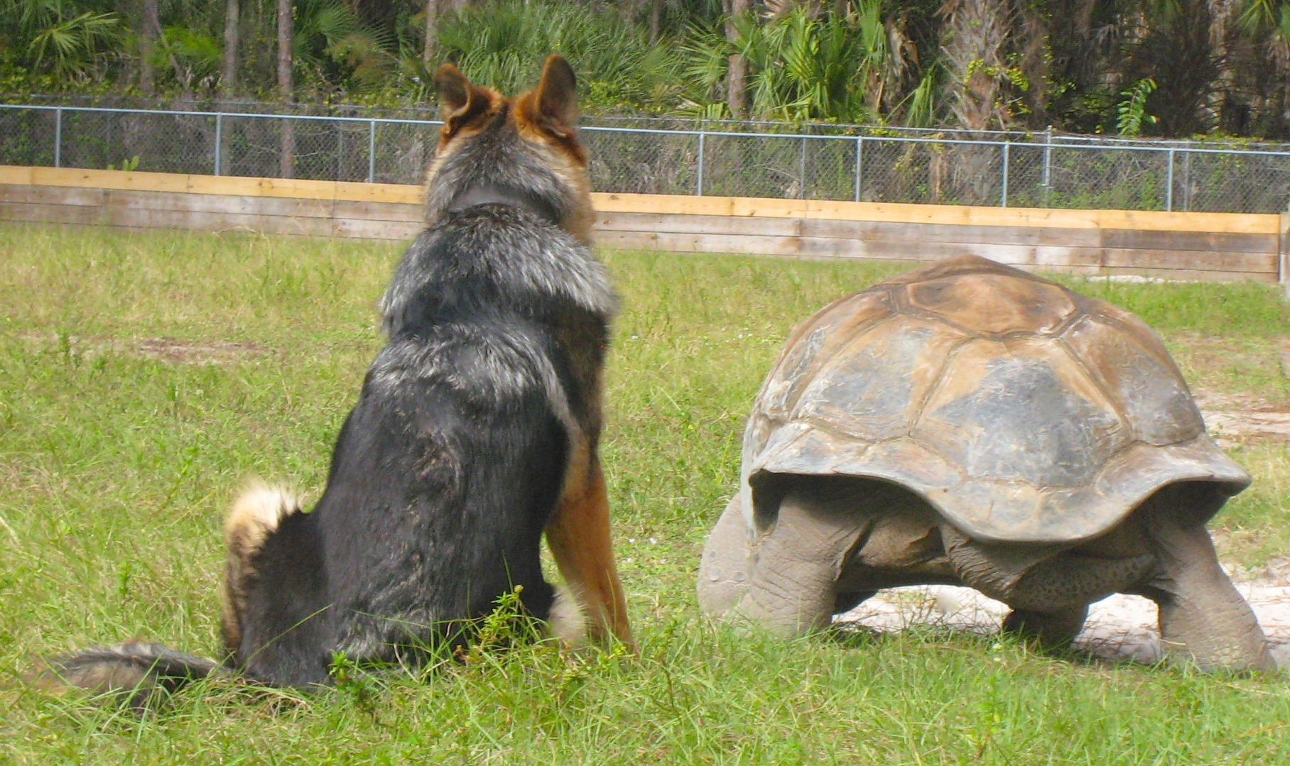 ALDABRA BREEDER