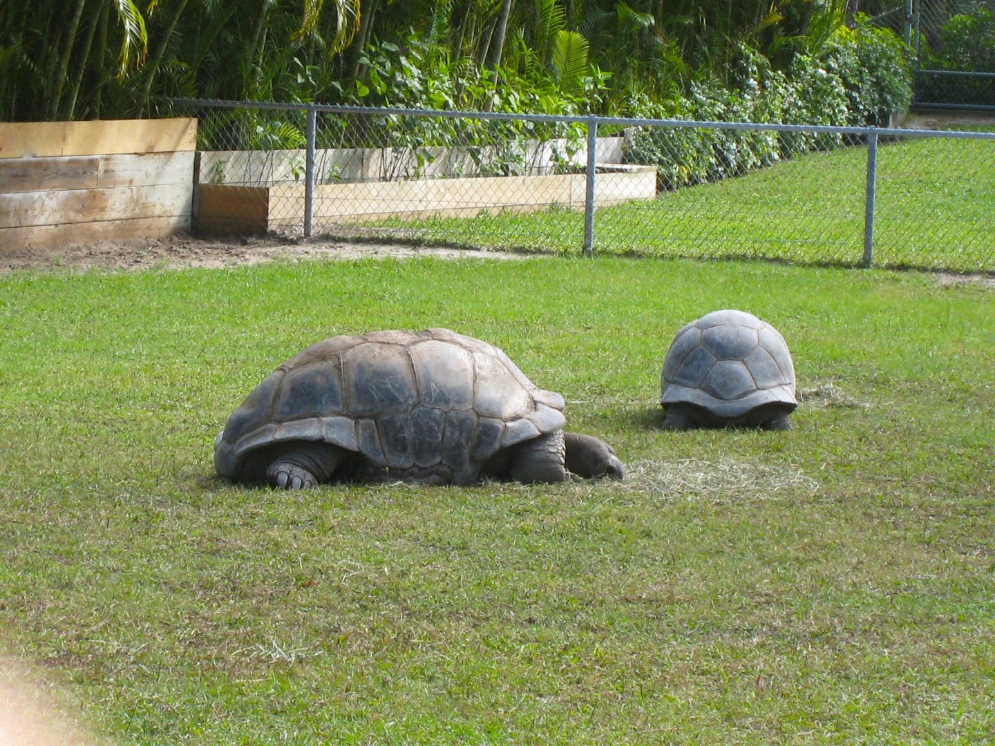 ALDABRA BREEDER