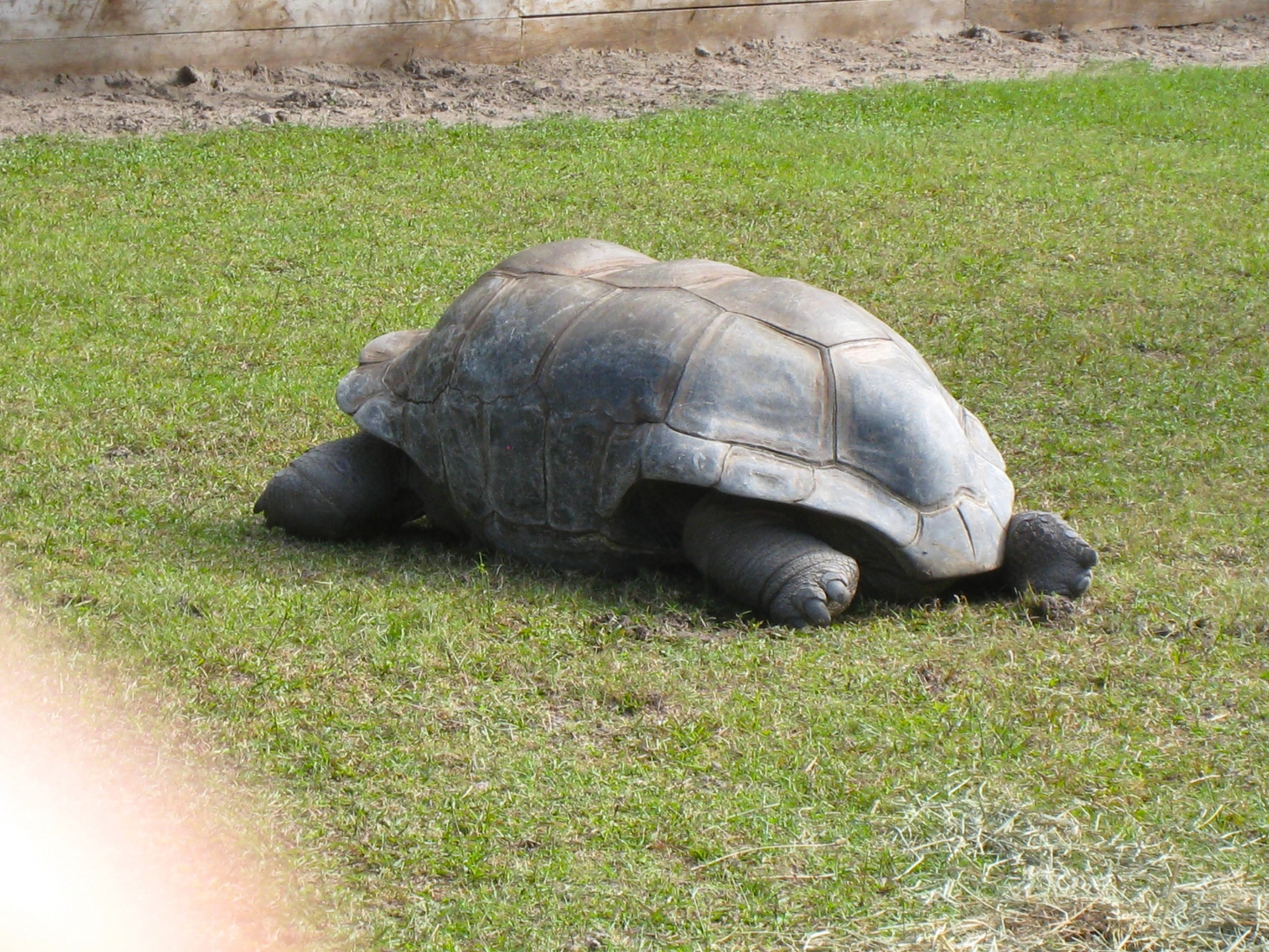 ALDABRA BREEDER