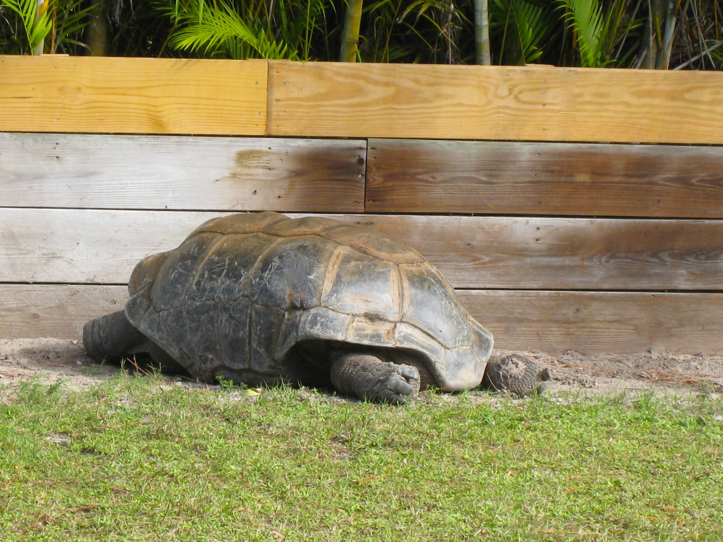 ALDABRA BREEDER