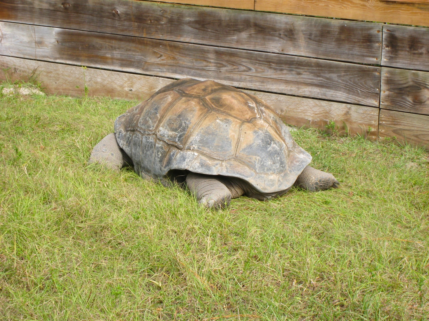 ALDABRA BREEDER