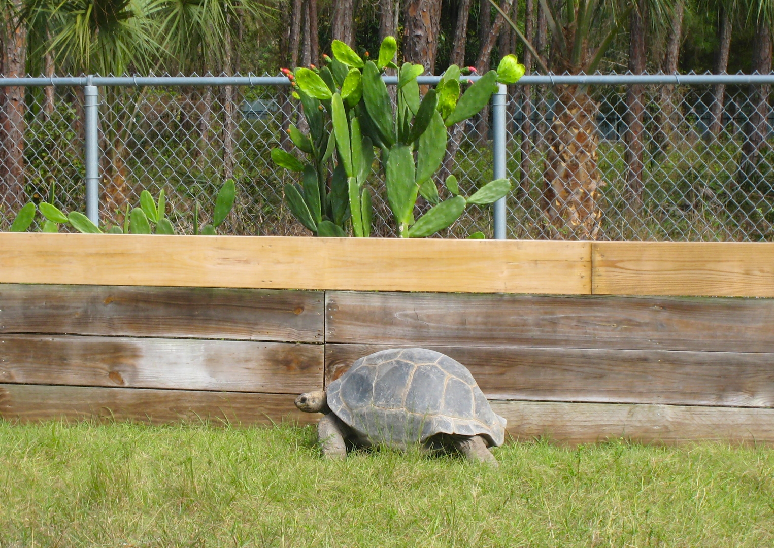 ALDABRA BREEDER