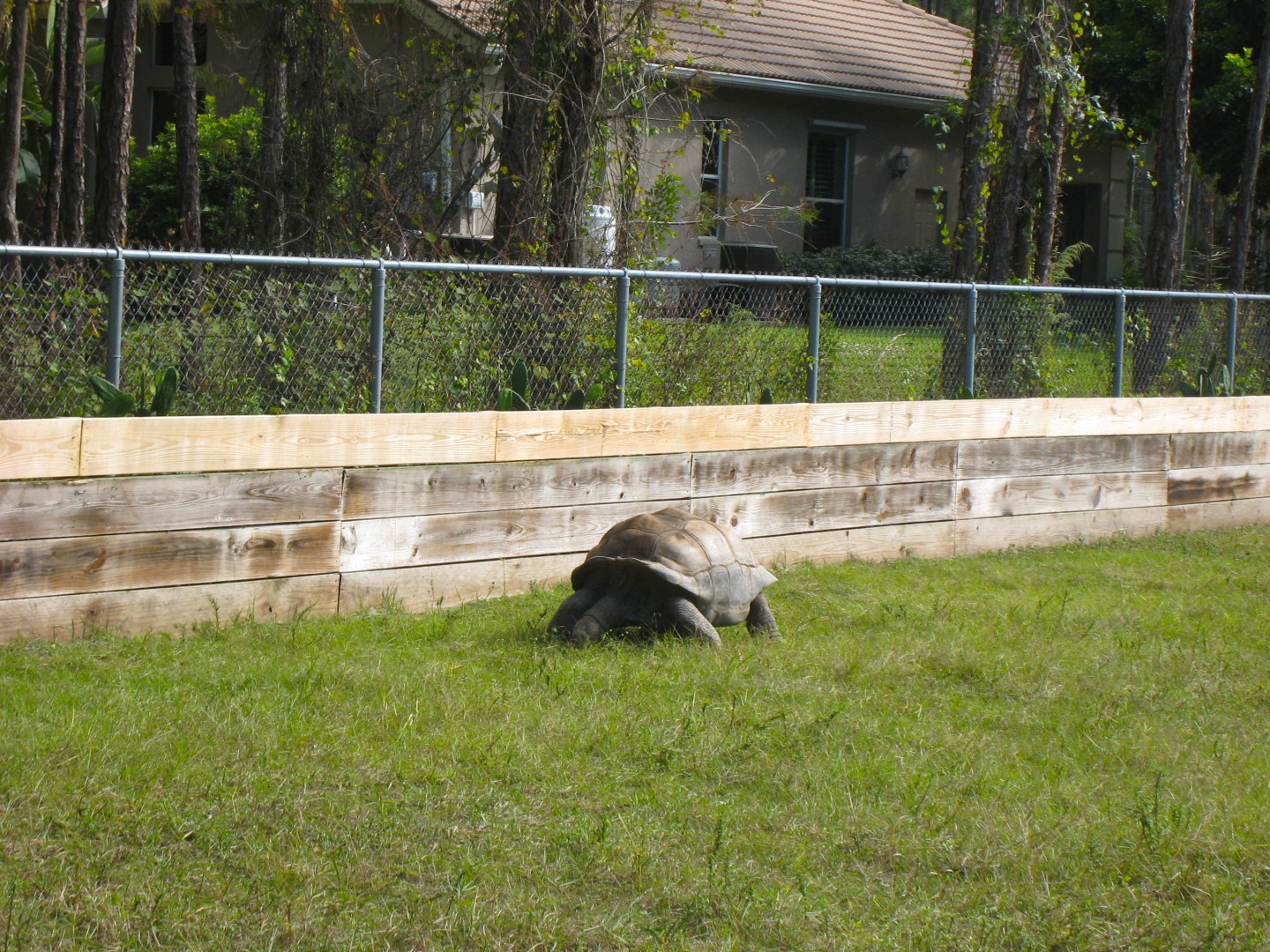ALDABRA BREEDER