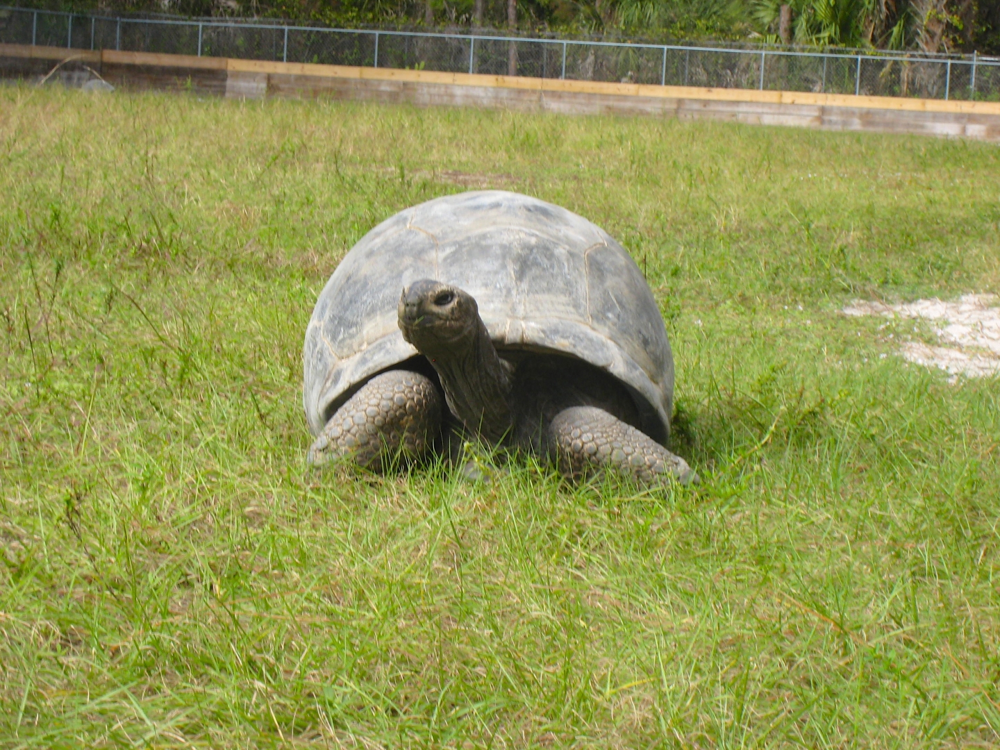 ALDABRA BREEDER