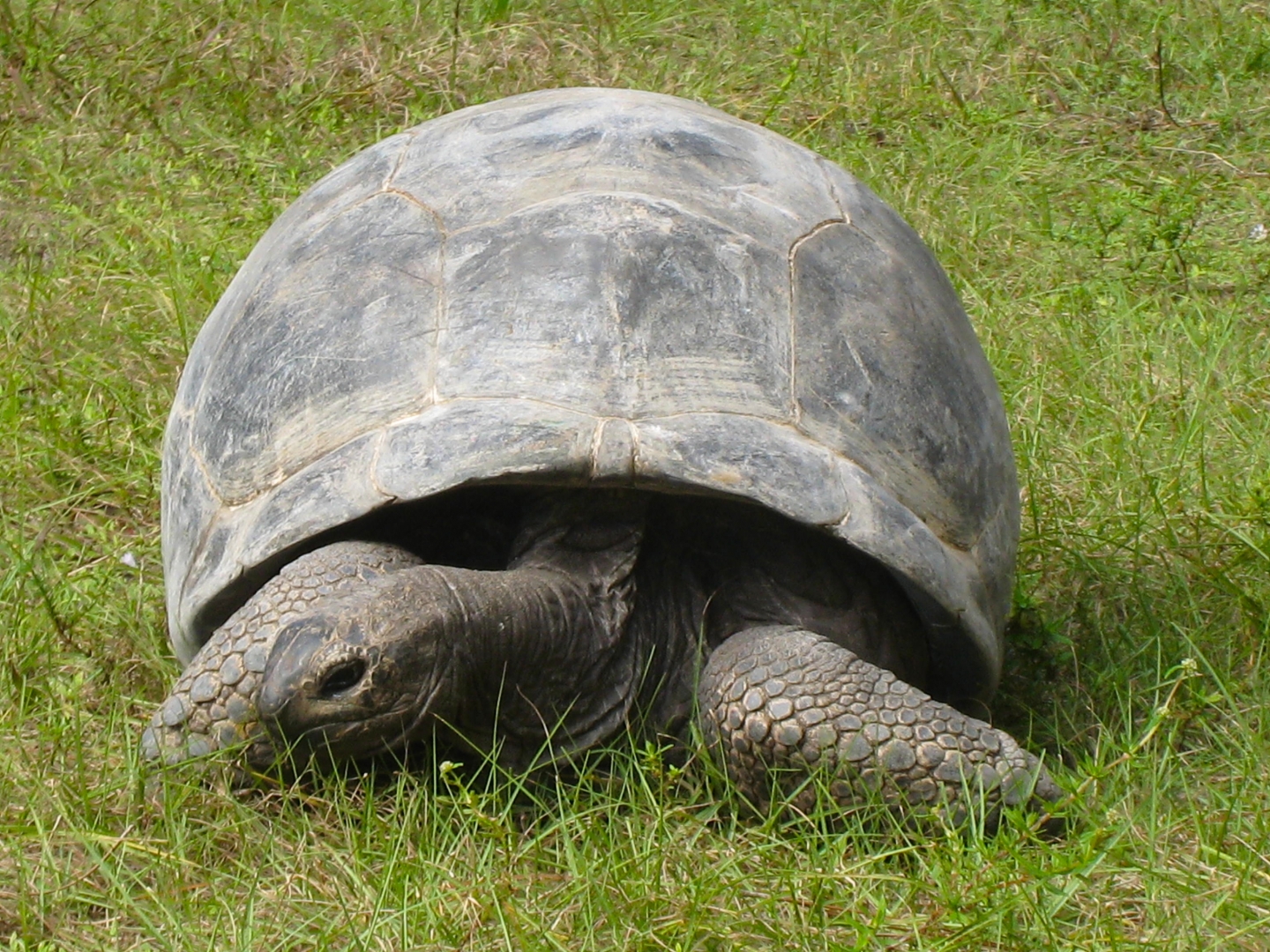ALDABRA BREEDER