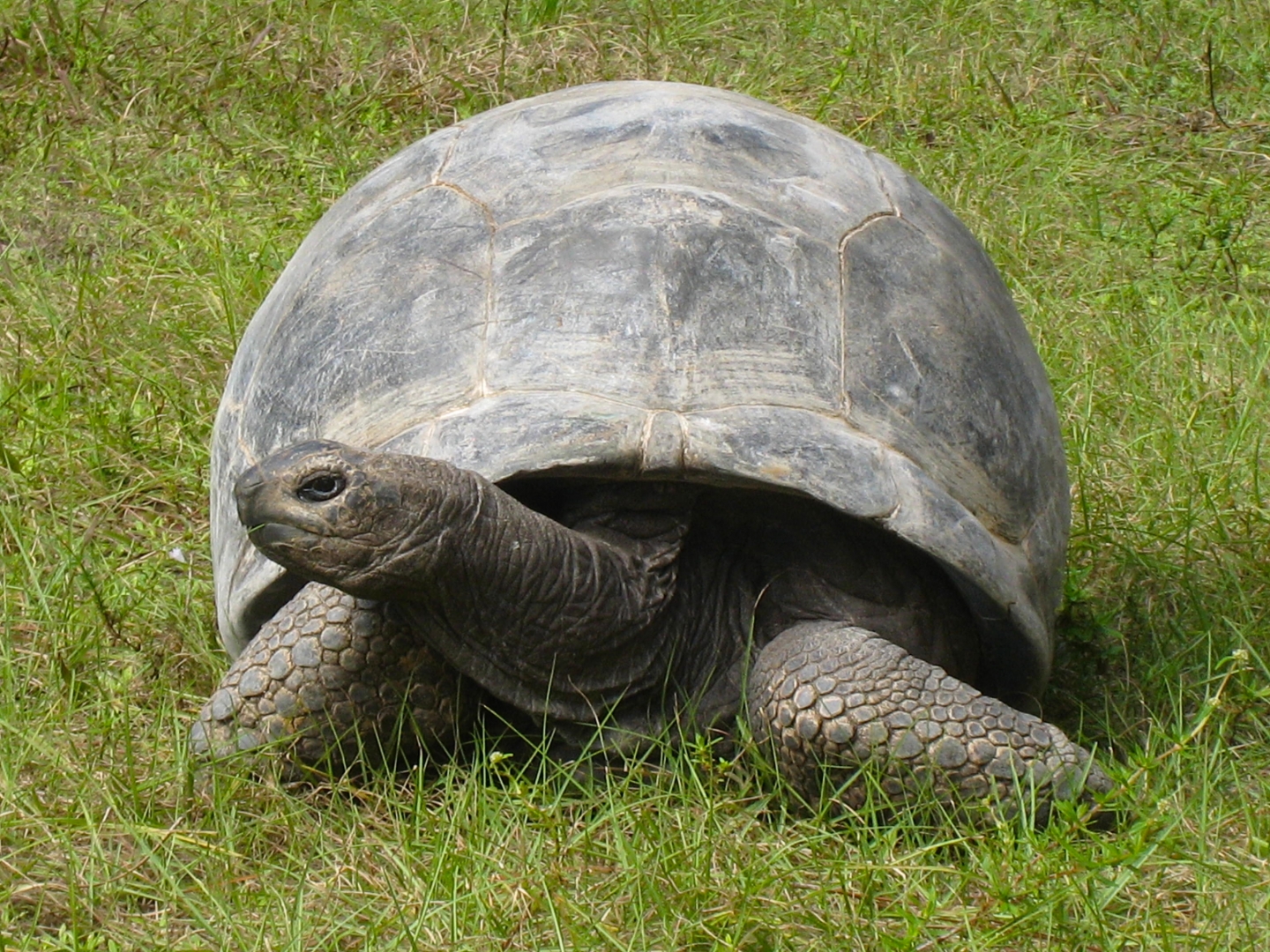 ALDABRA BREEDER