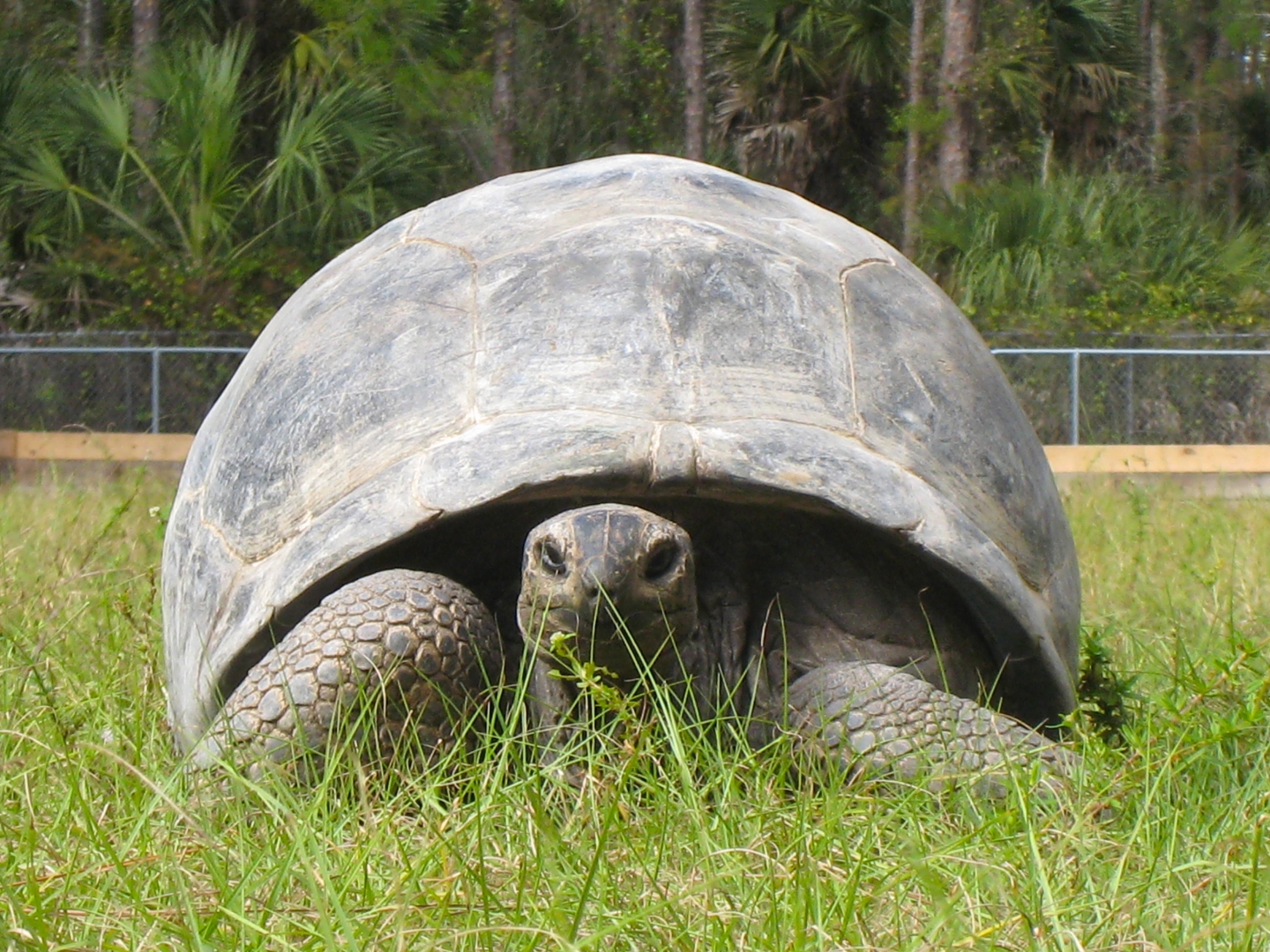 ALDABRA BREEDER