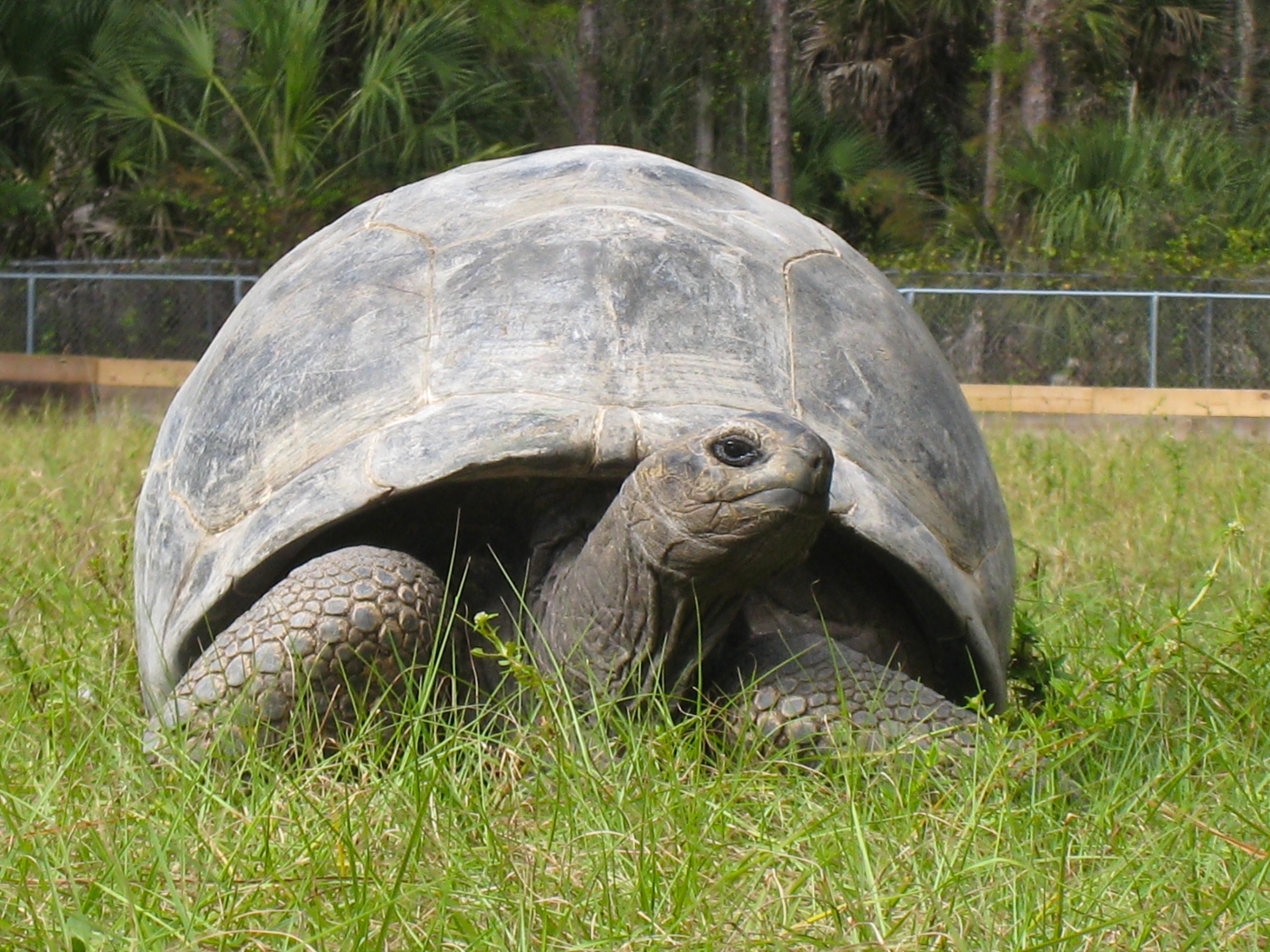 ALDABRA BREEDER