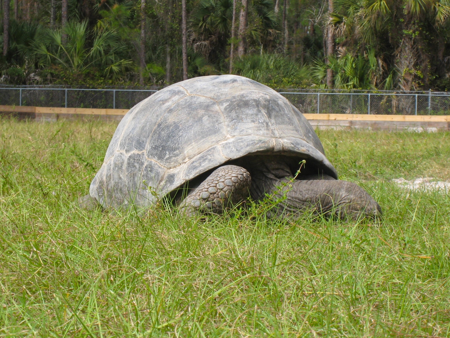 ALDABRA BREEDER
